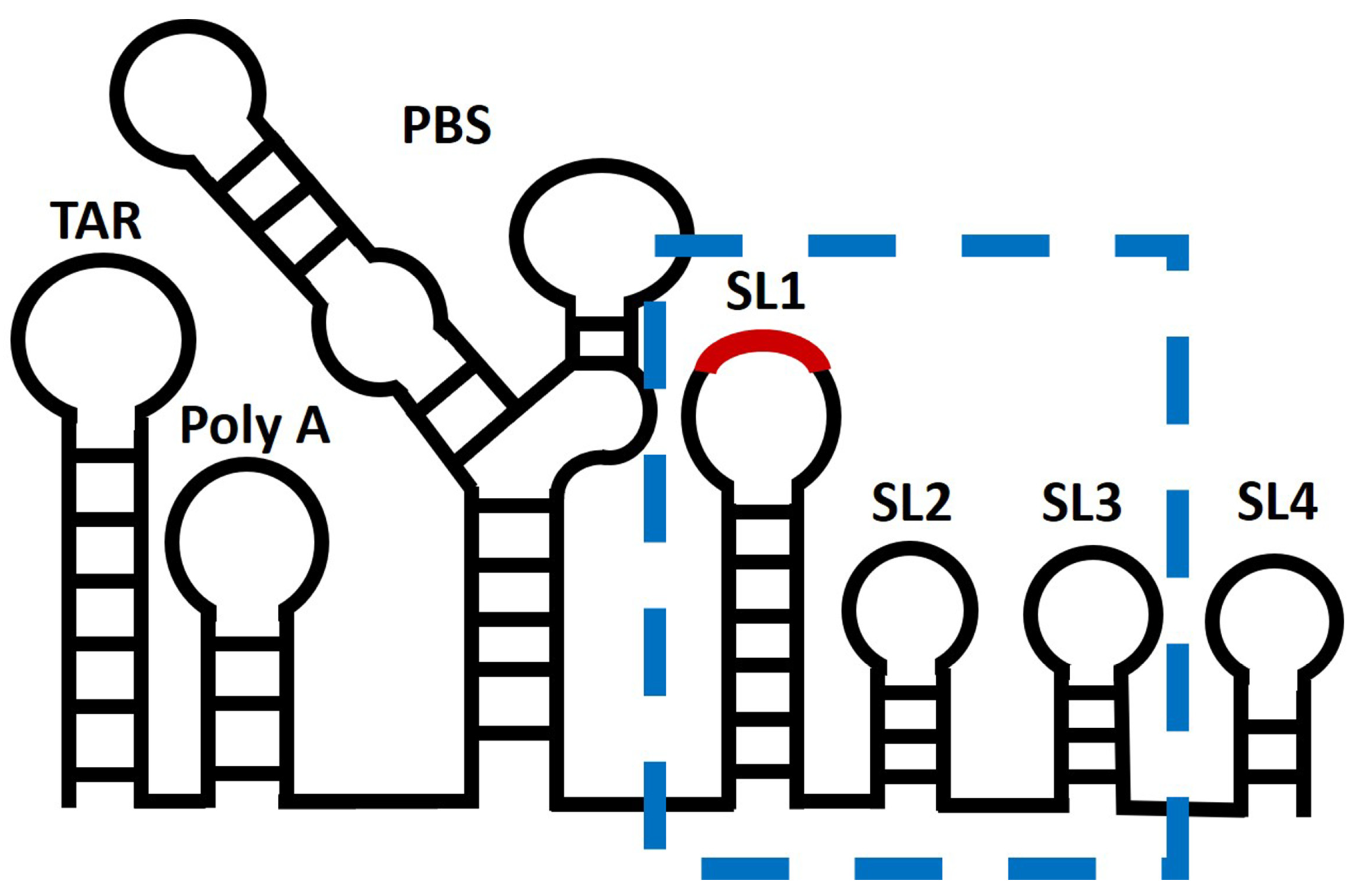 Viruses 16 01517 g002