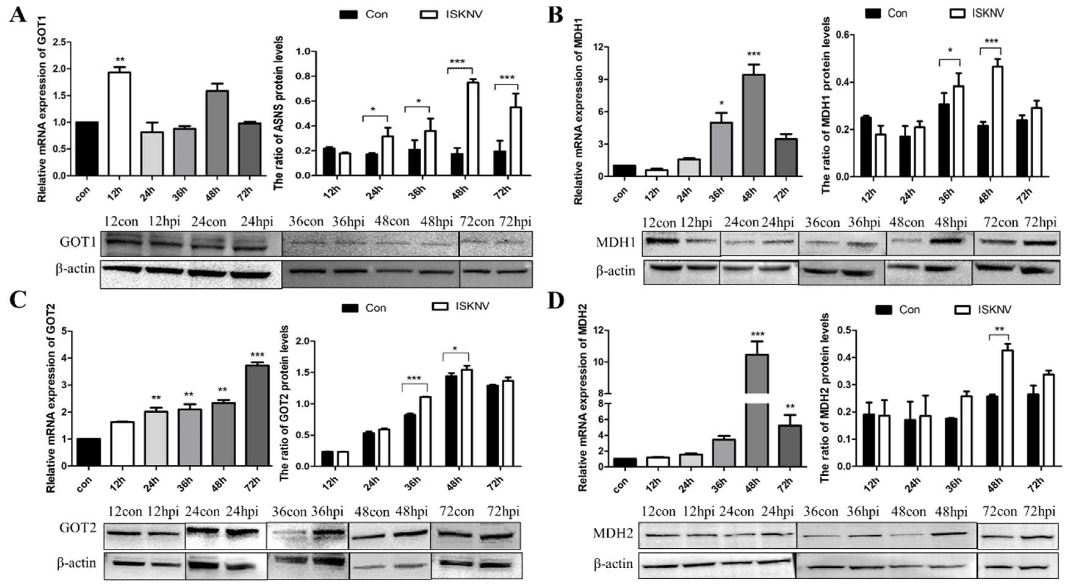Viruses 16 01540 g001