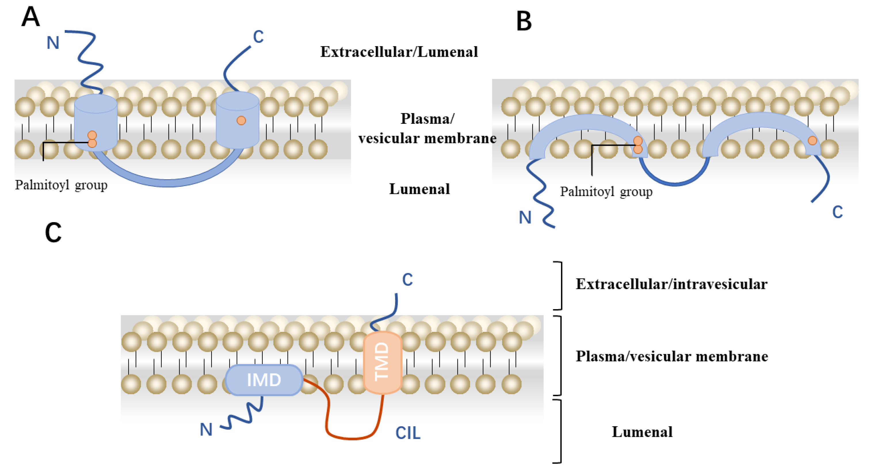 Viruses 16 01543 g003