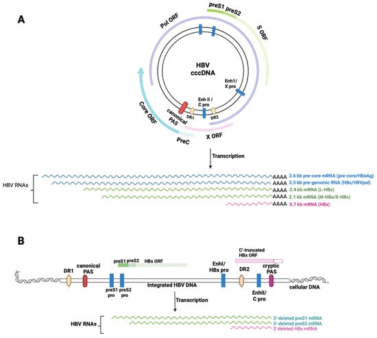 Viruses 16 01565 g001