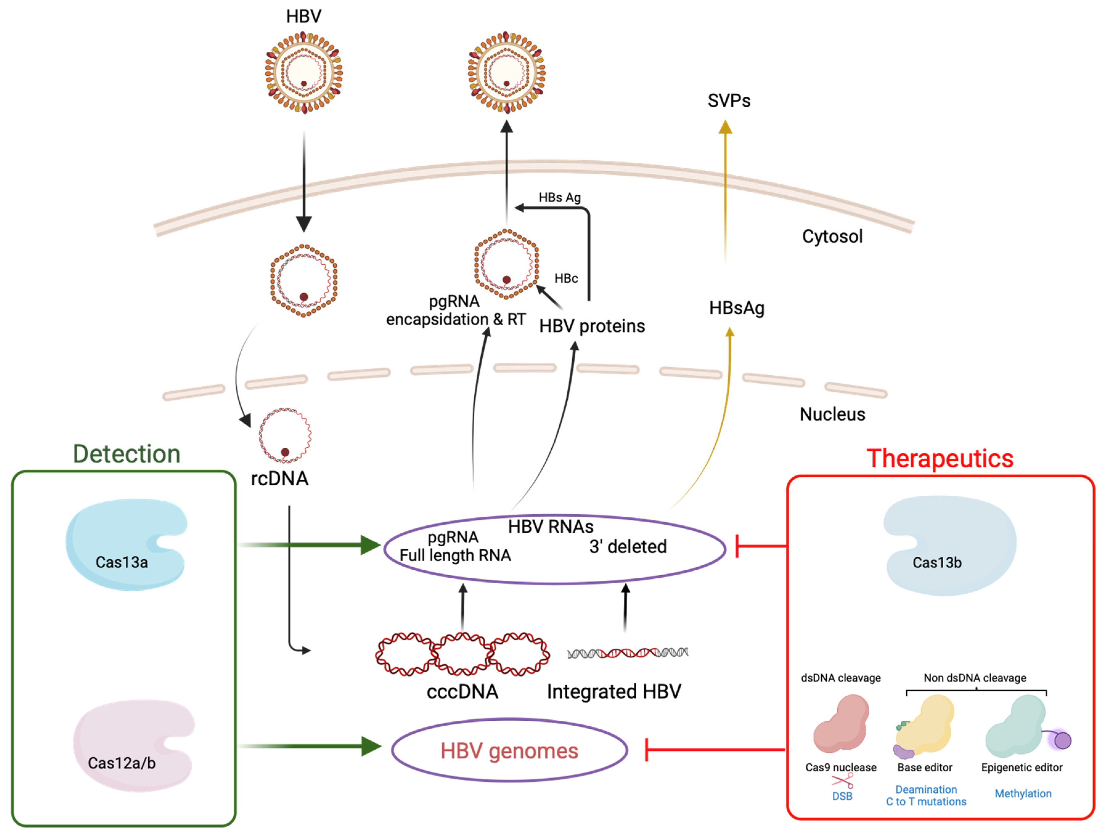 Viruses 16 01565 g002