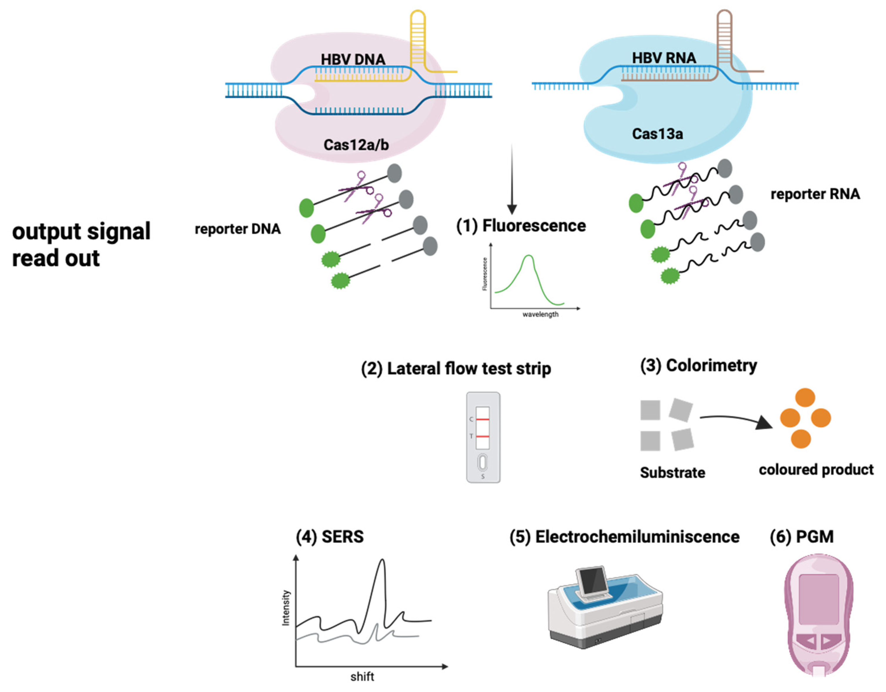 Viruses 16 01565 g003