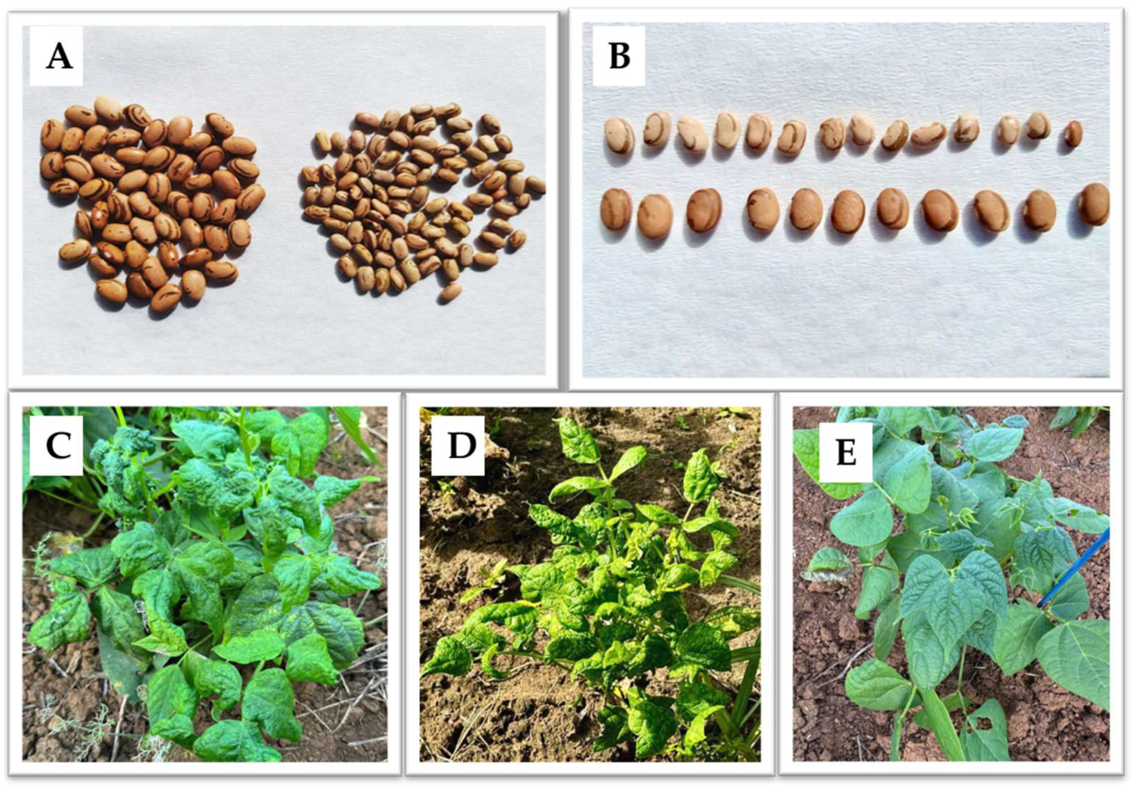 Viruses 16 01567 g002