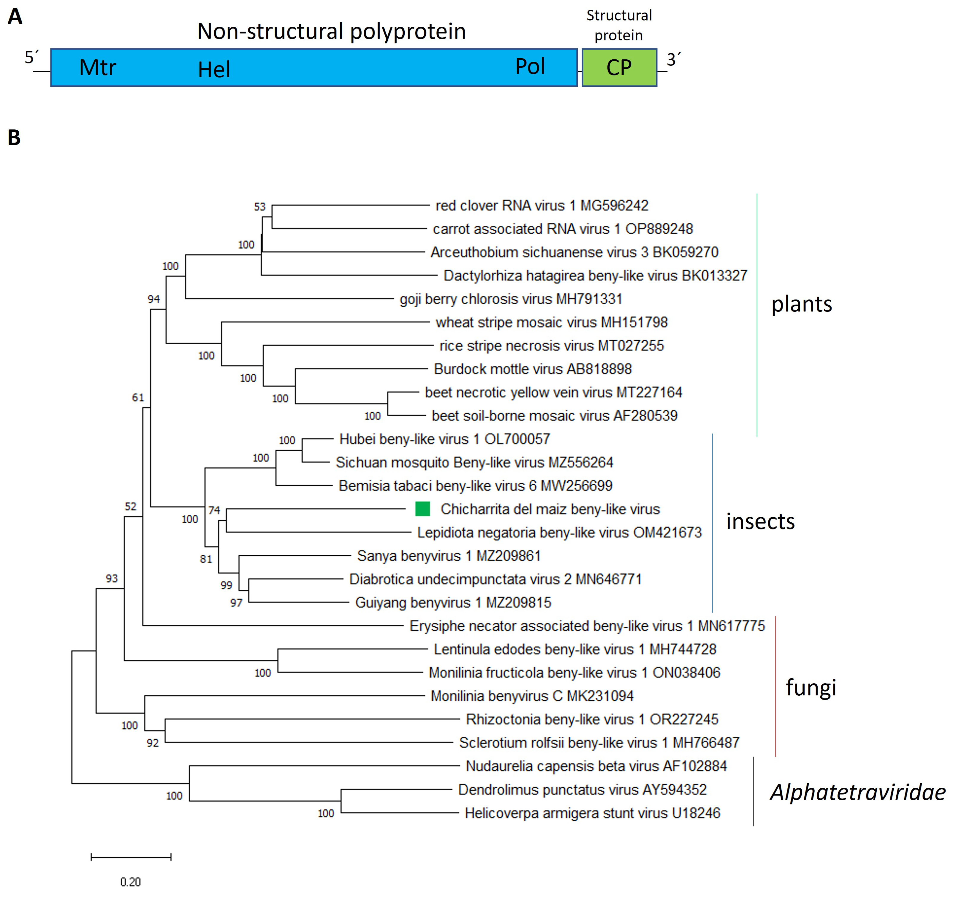 Viruses 16 01583 g001