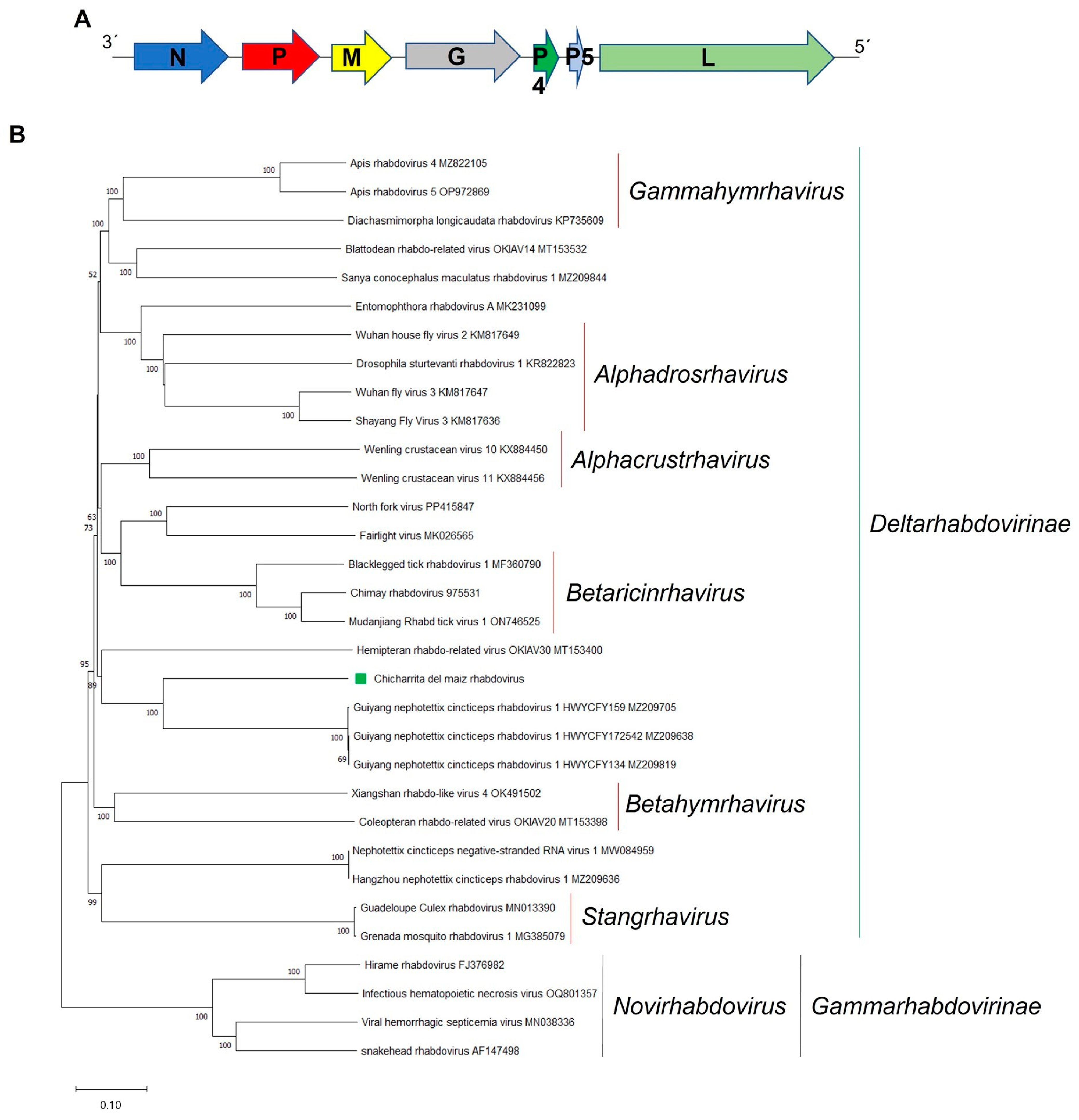 Viruses 16 01583 g005