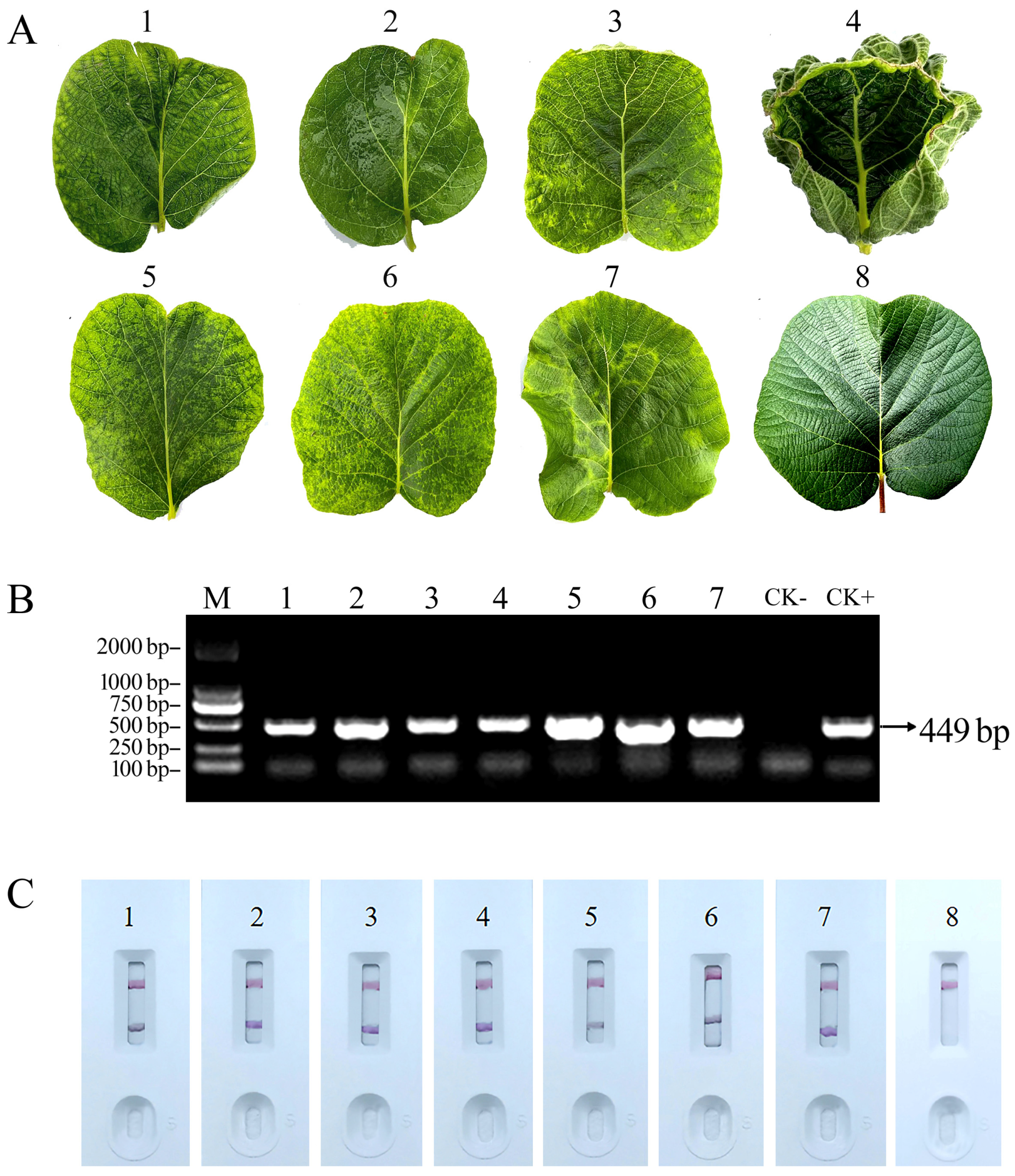 Viruses 16 01600 g007