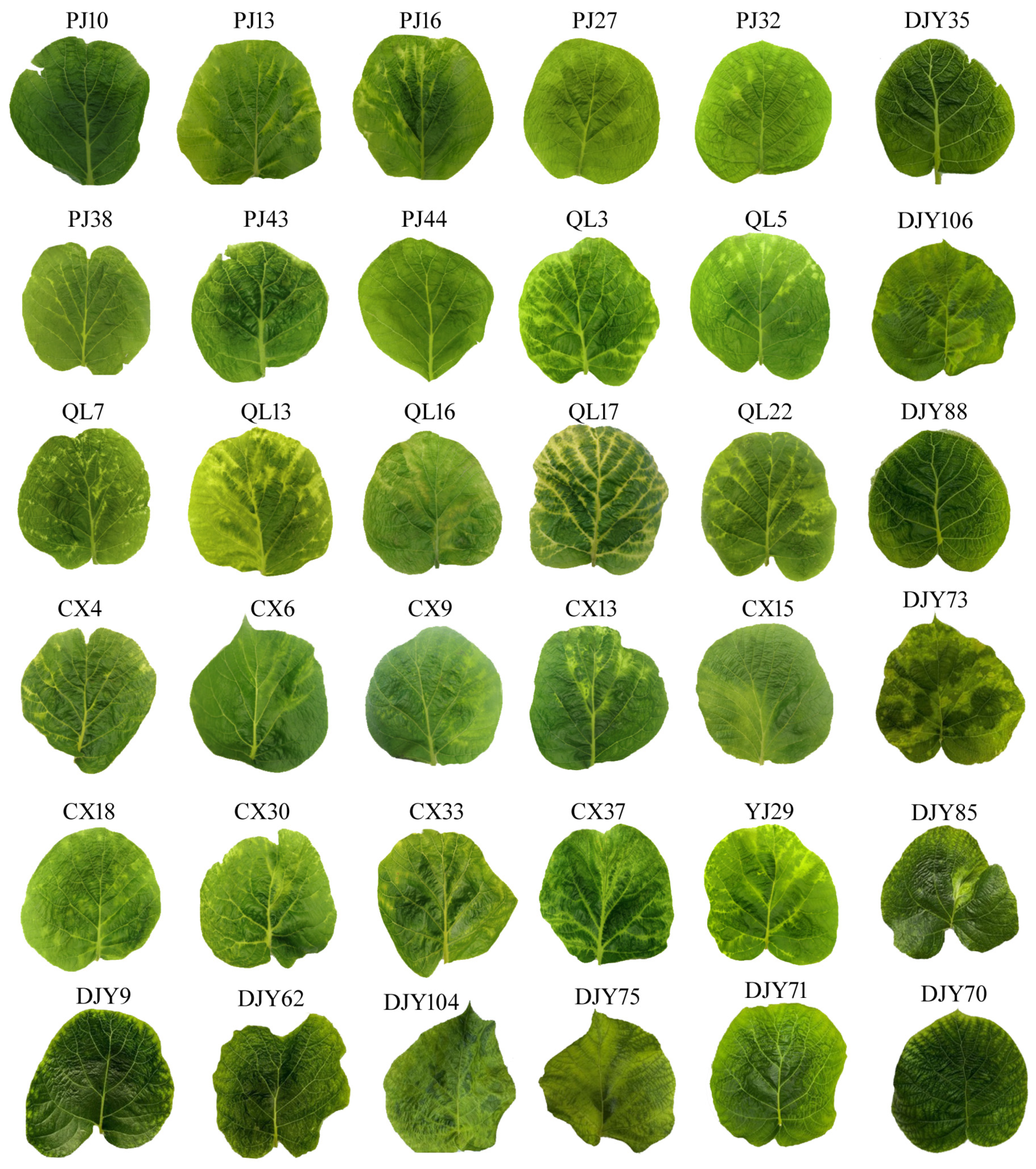 Viruses 16 01600 g008