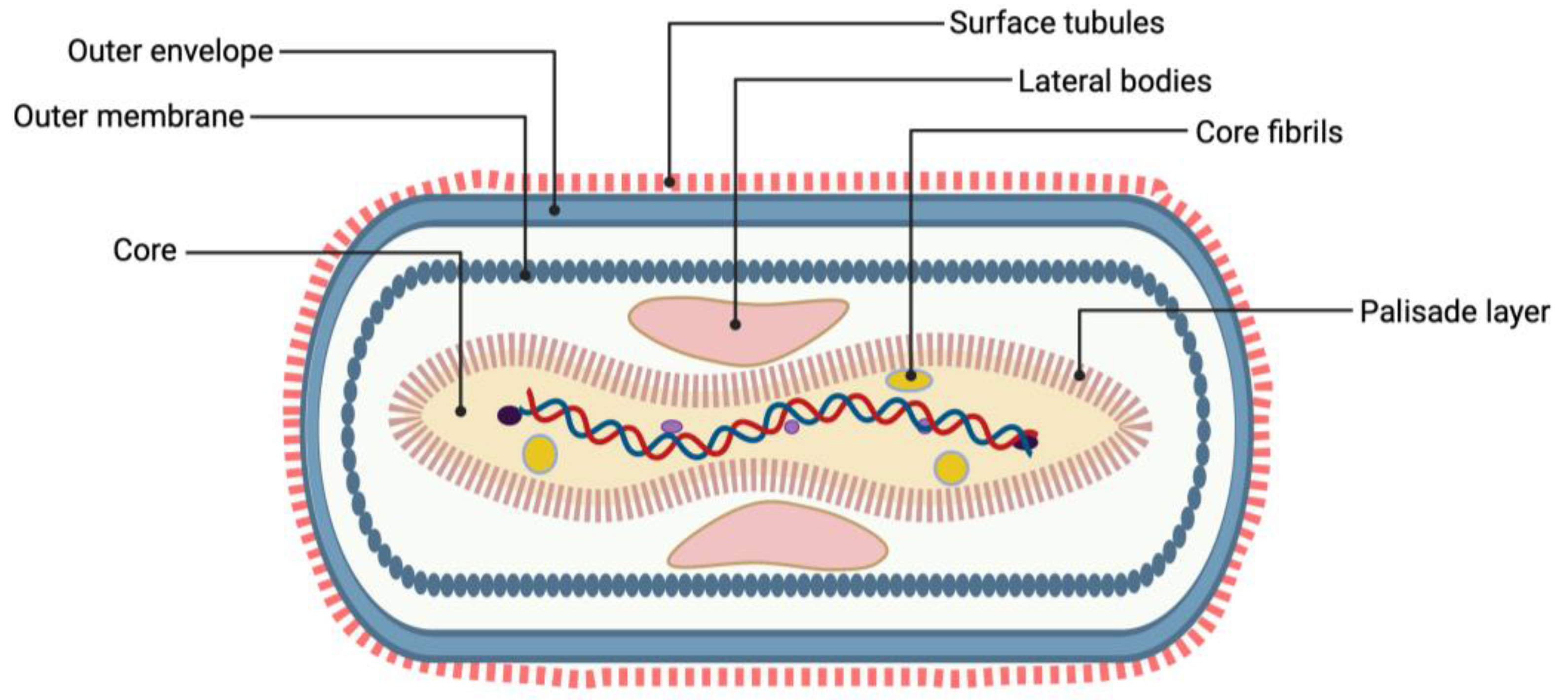 Viruses 16 01620 g001