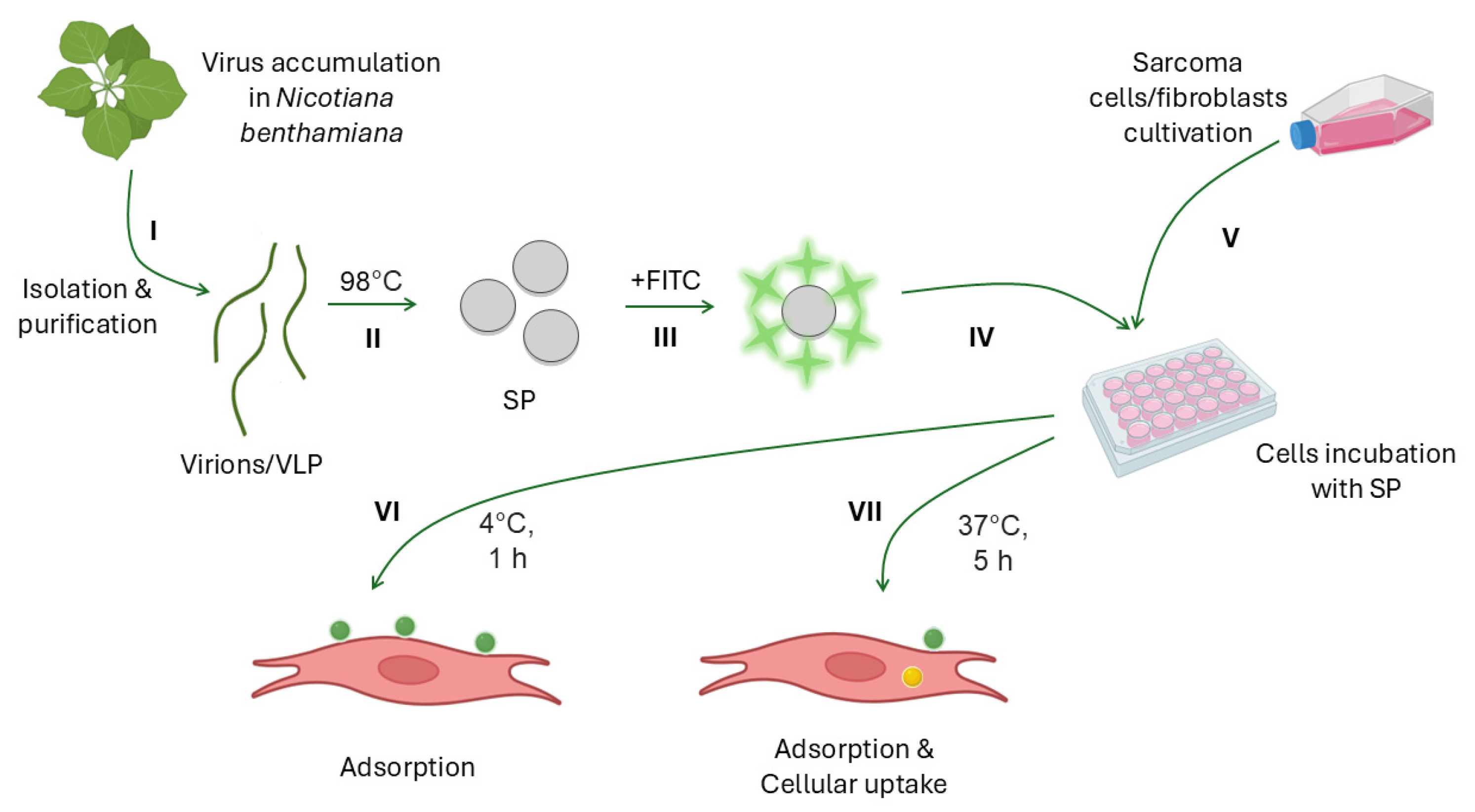 Viruses 16 01621 g002