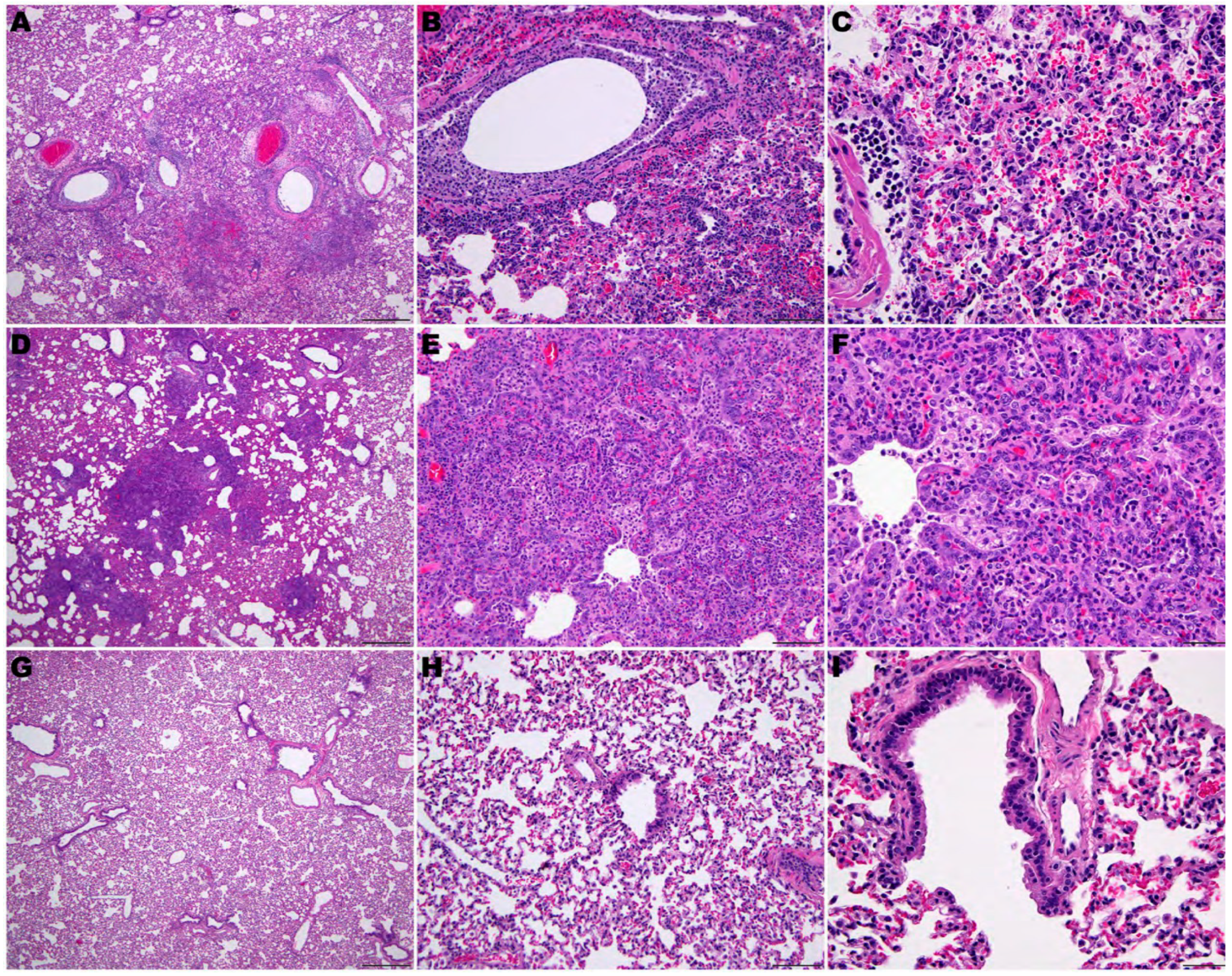 Viruses 16 01625 g008