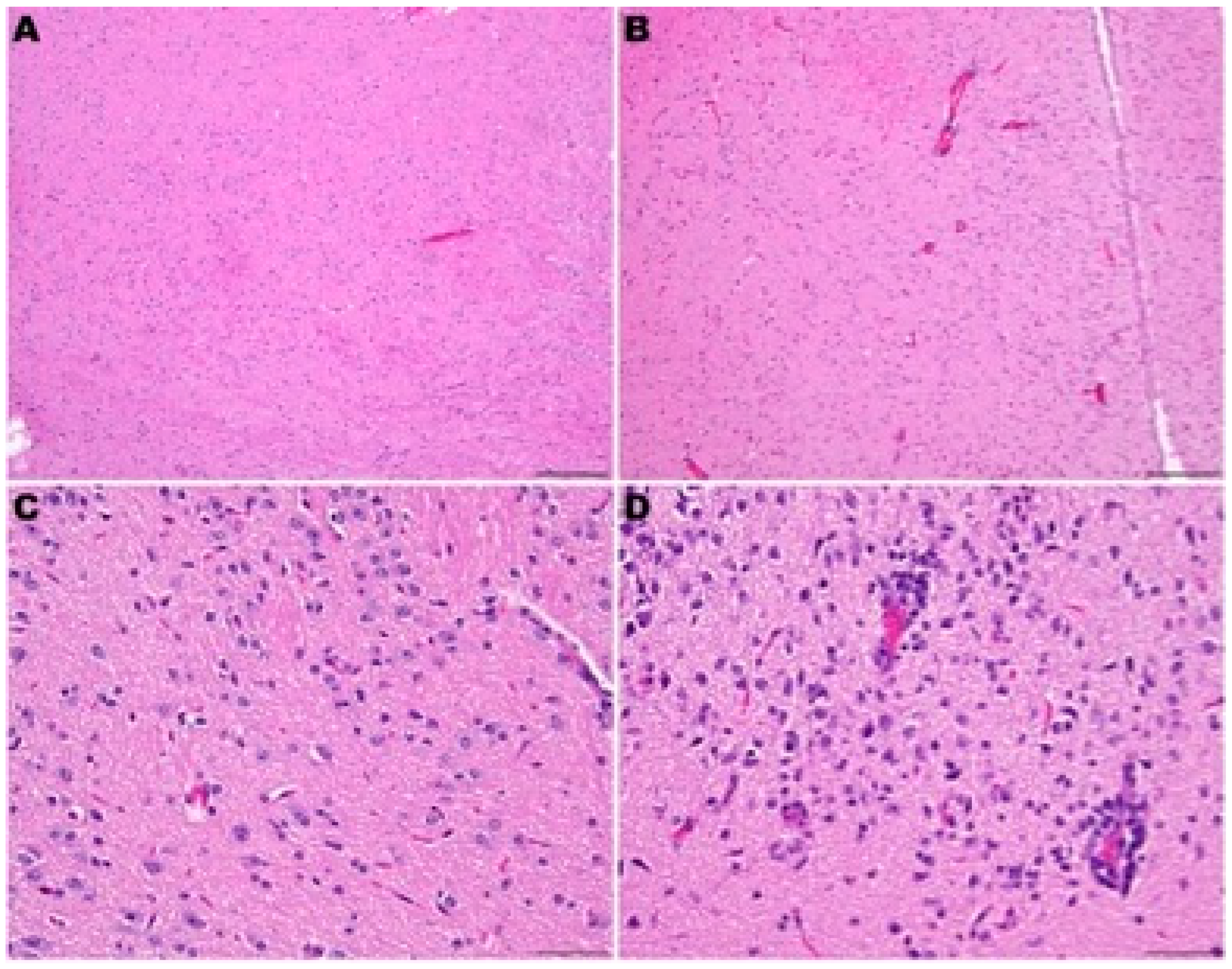 Viruses 16 01625 g009