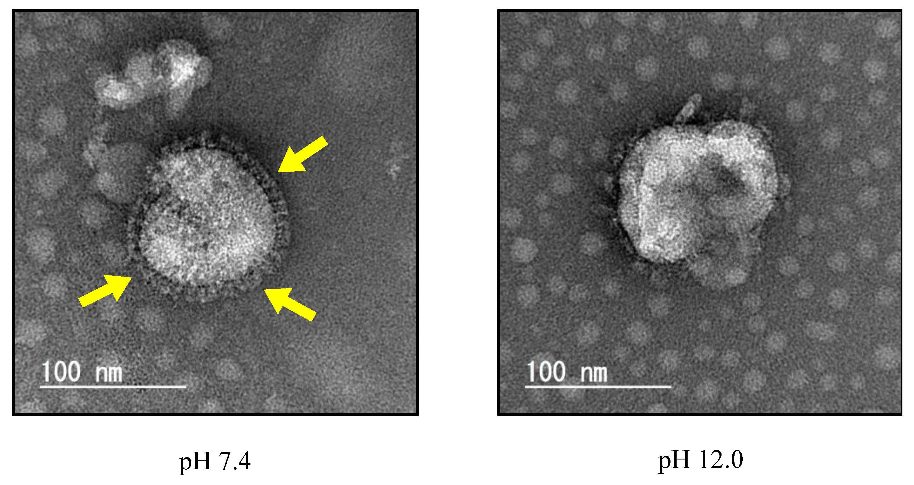 Viruses 16 01636 g003