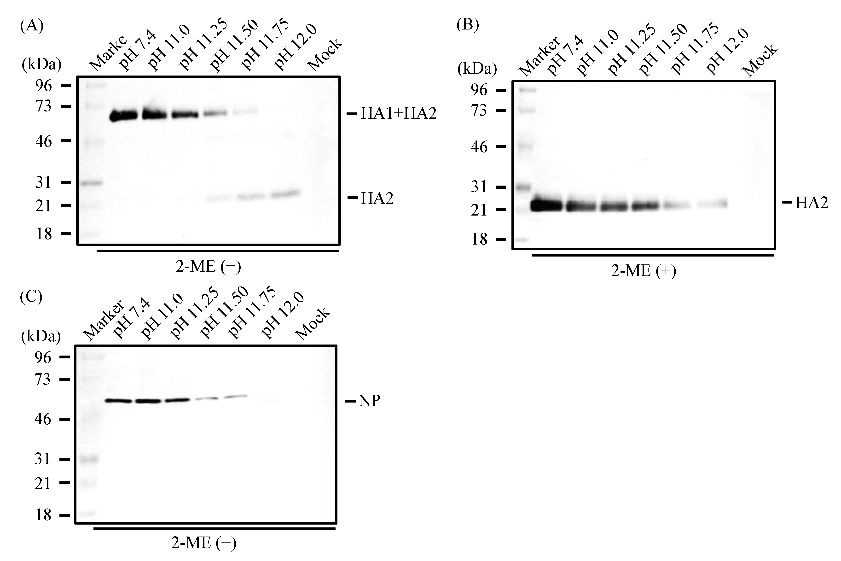 Viruses 16 01636 g006