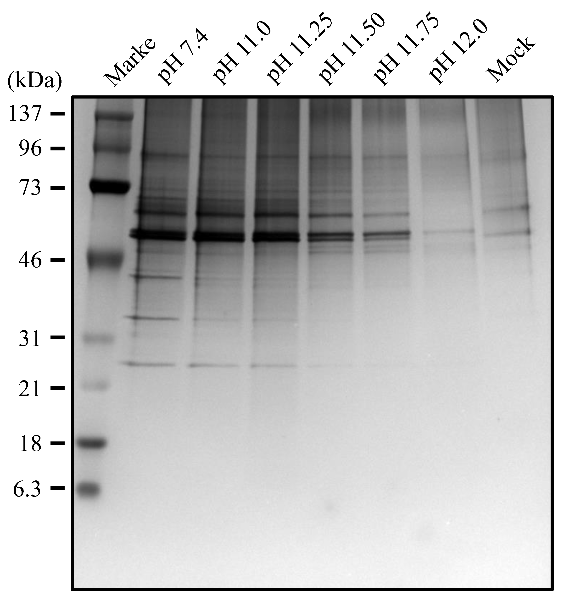 Viruses 16 01636 g007