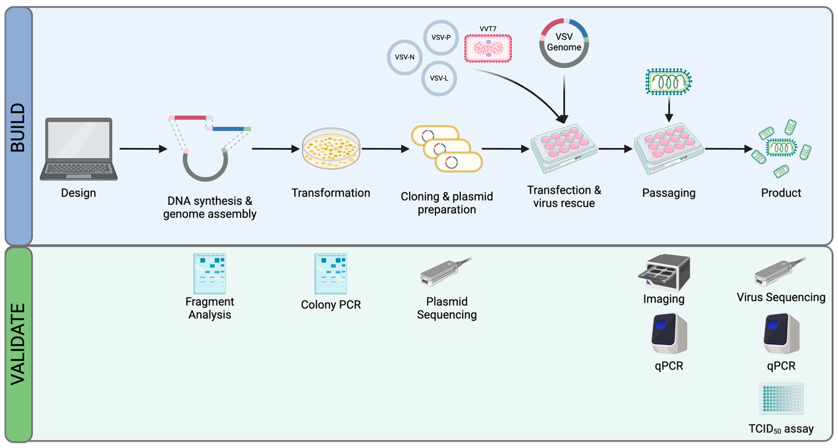 Viruses 16 01641 g001