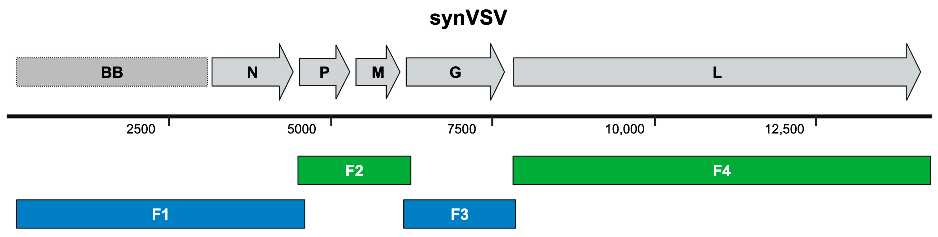 Viruses 16 01641 g002
