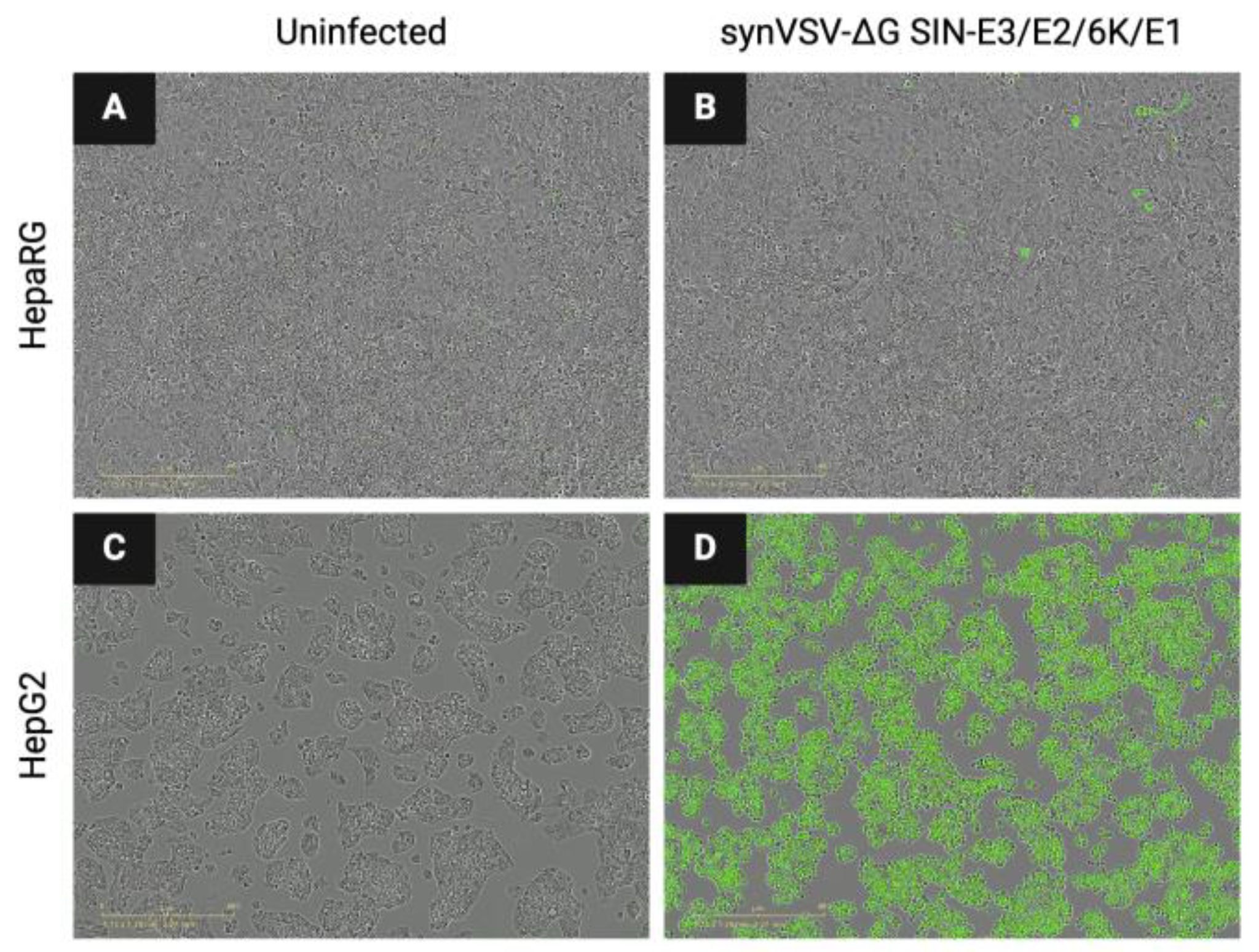 Viruses 16 01641 g006