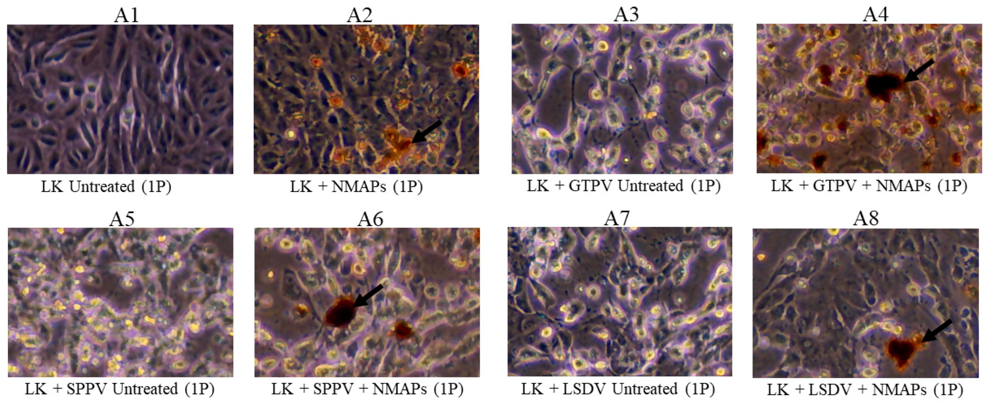 Viruses 16 01657 g001