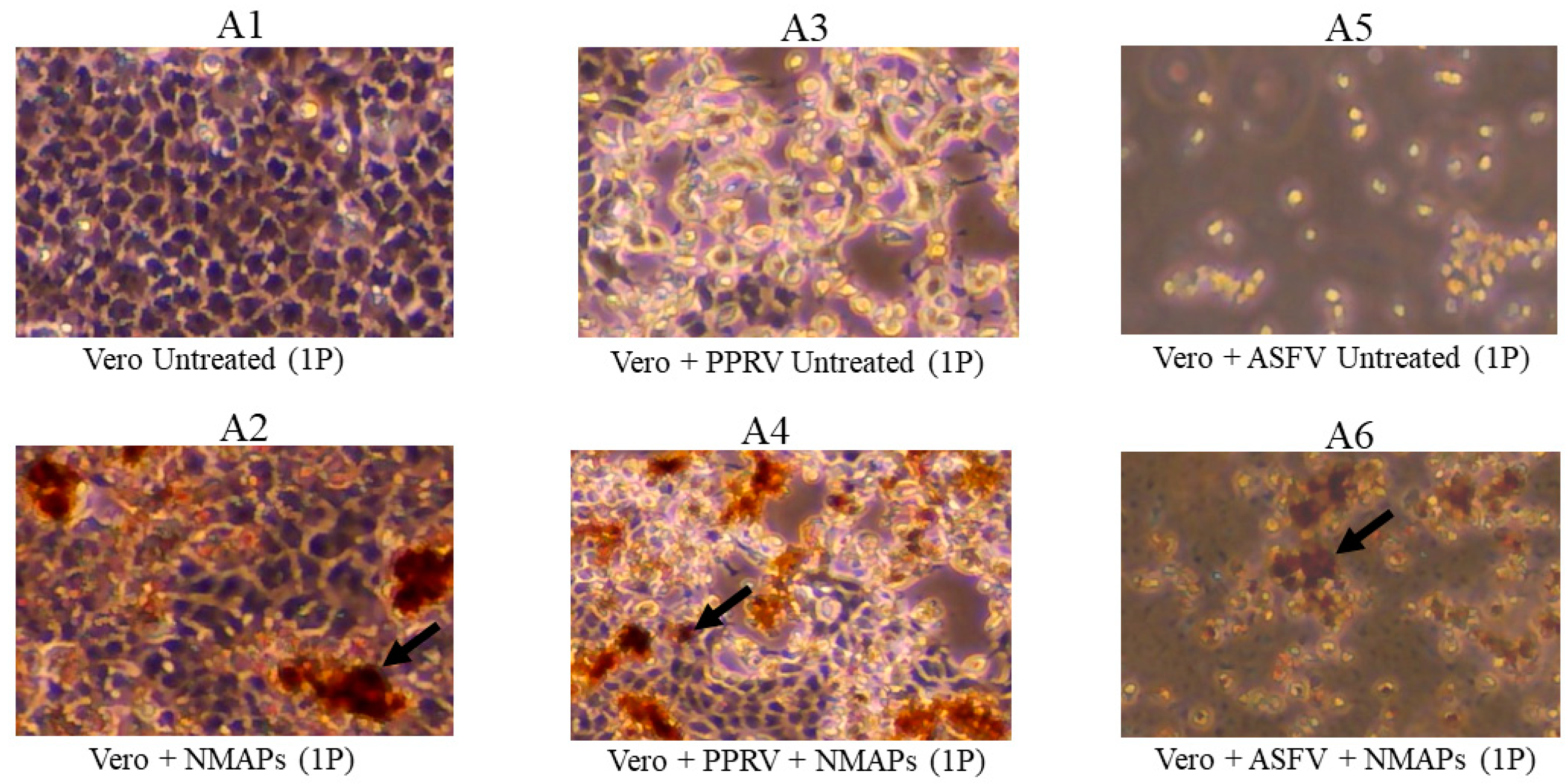 Viruses 16 01657 g002