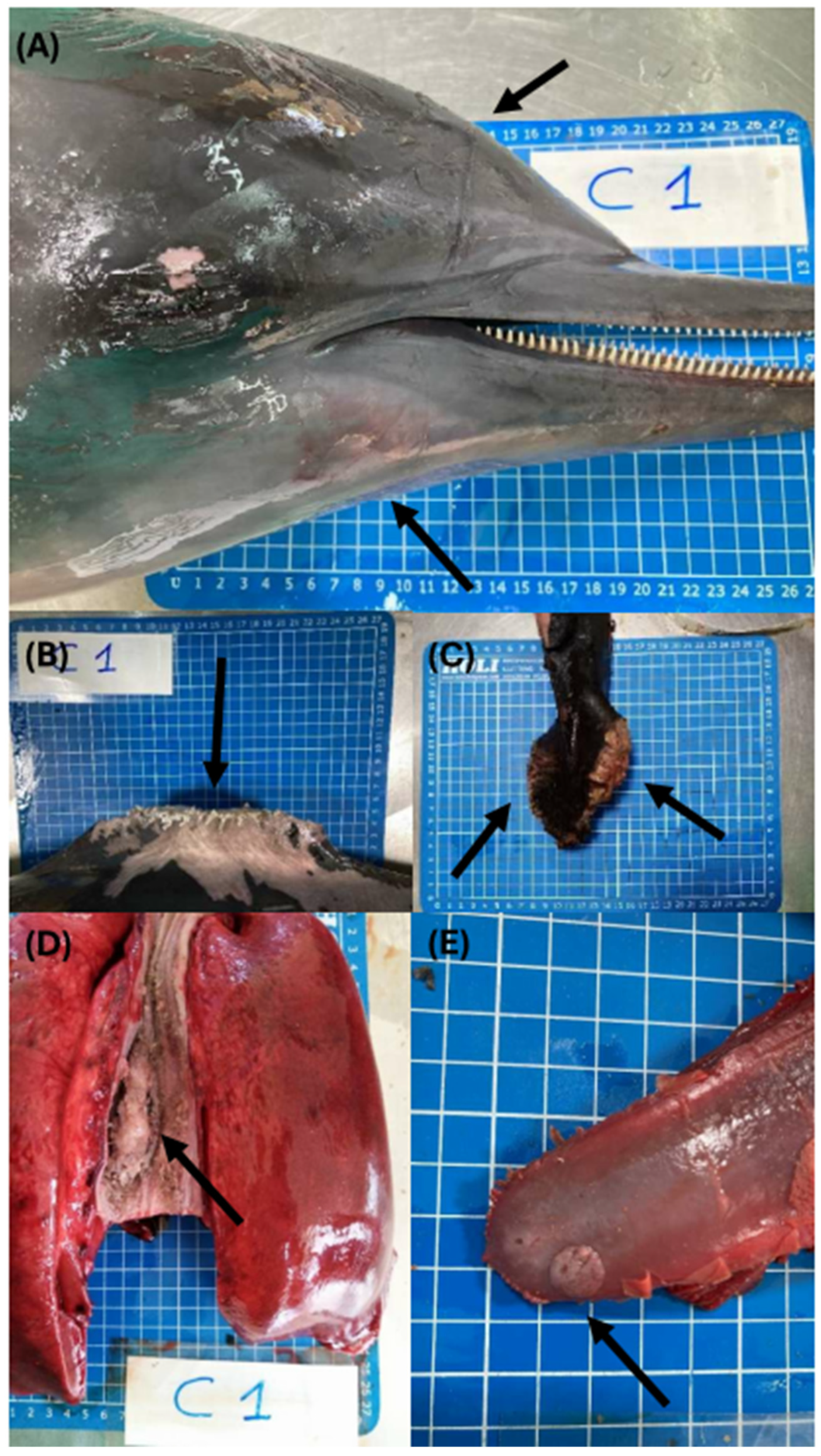 Viruses 16 01662 g001