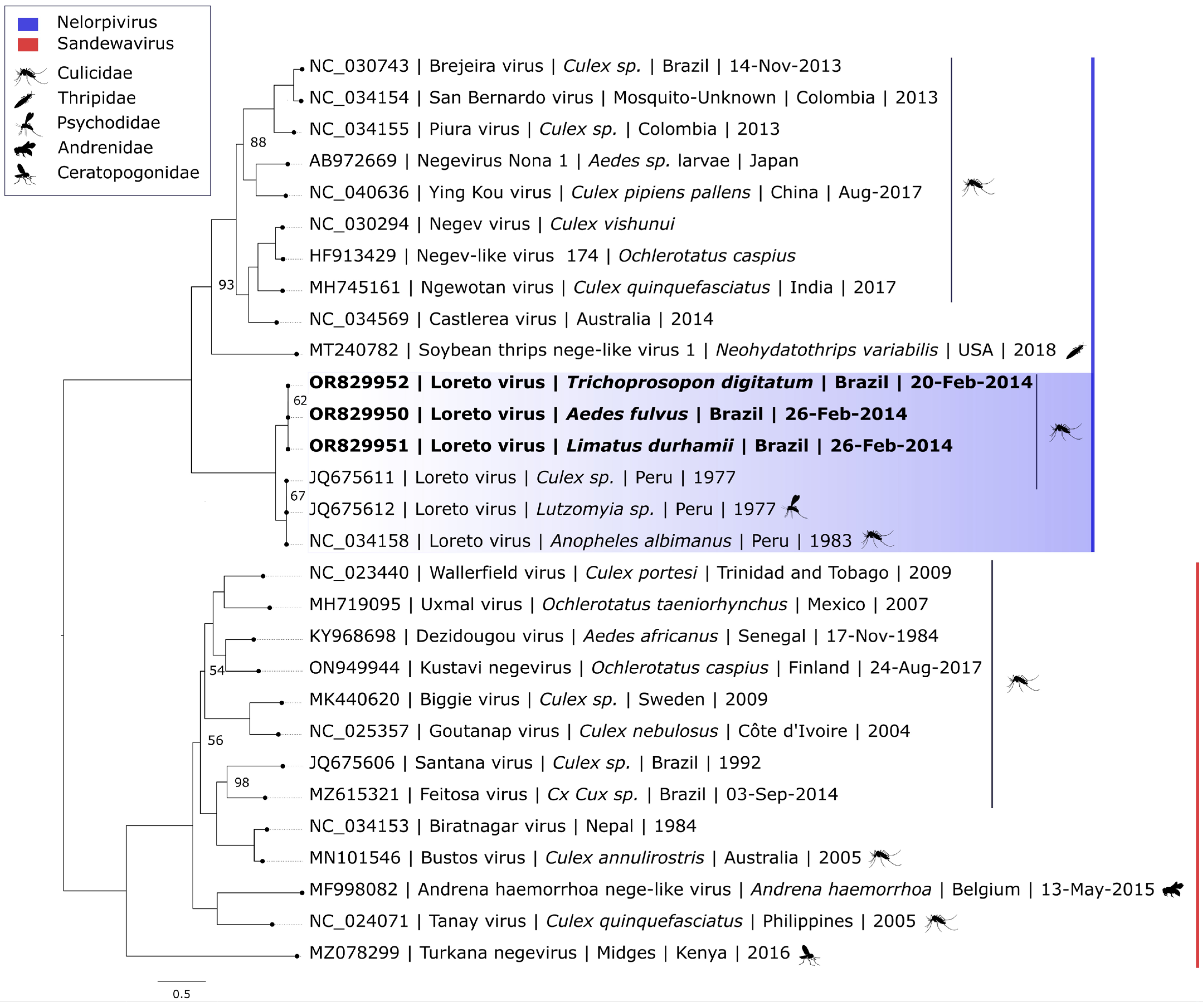 Viruses 16 01674 g003