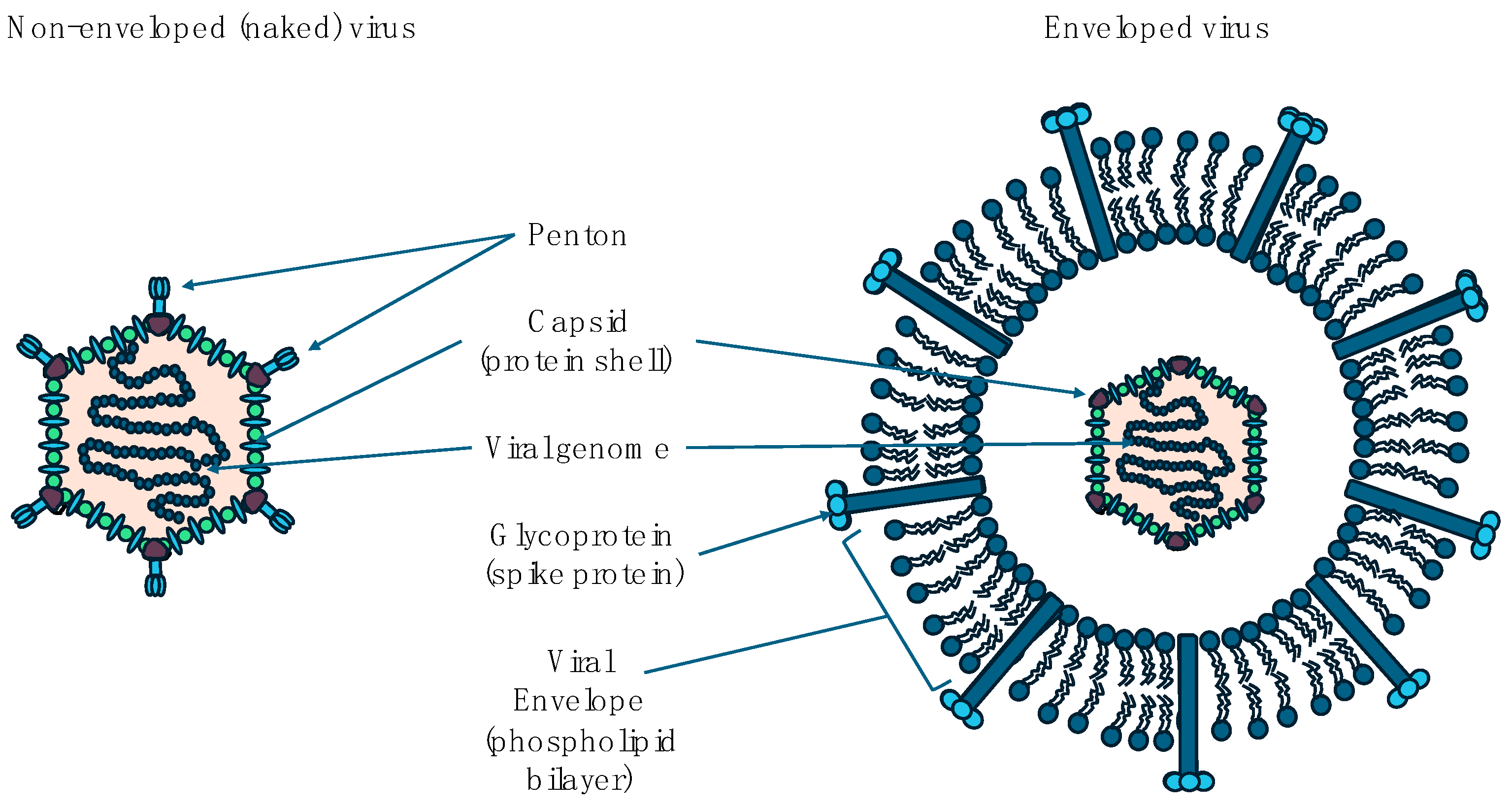 Viruses 16 01698 g001 Viruses 16 01698 g001
