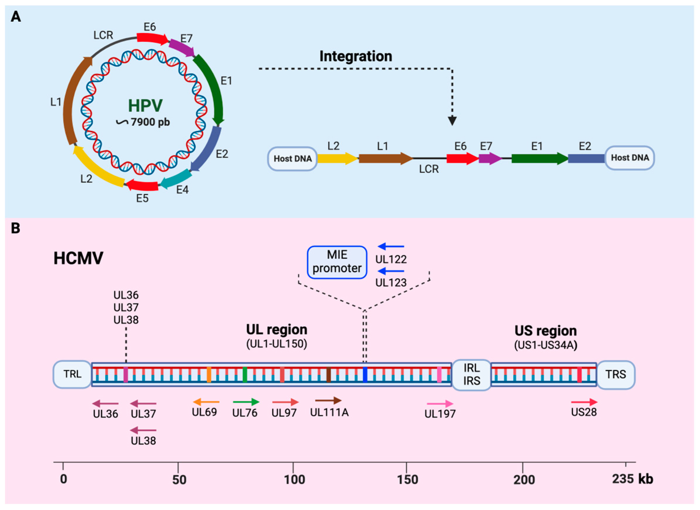 Viruses 16 01699 g001