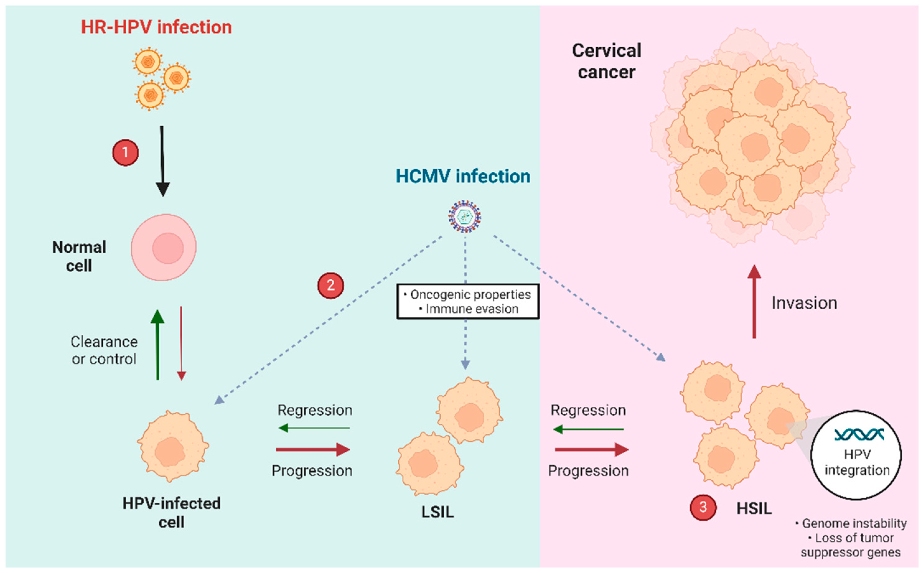 Viruses 16 01699 g002
