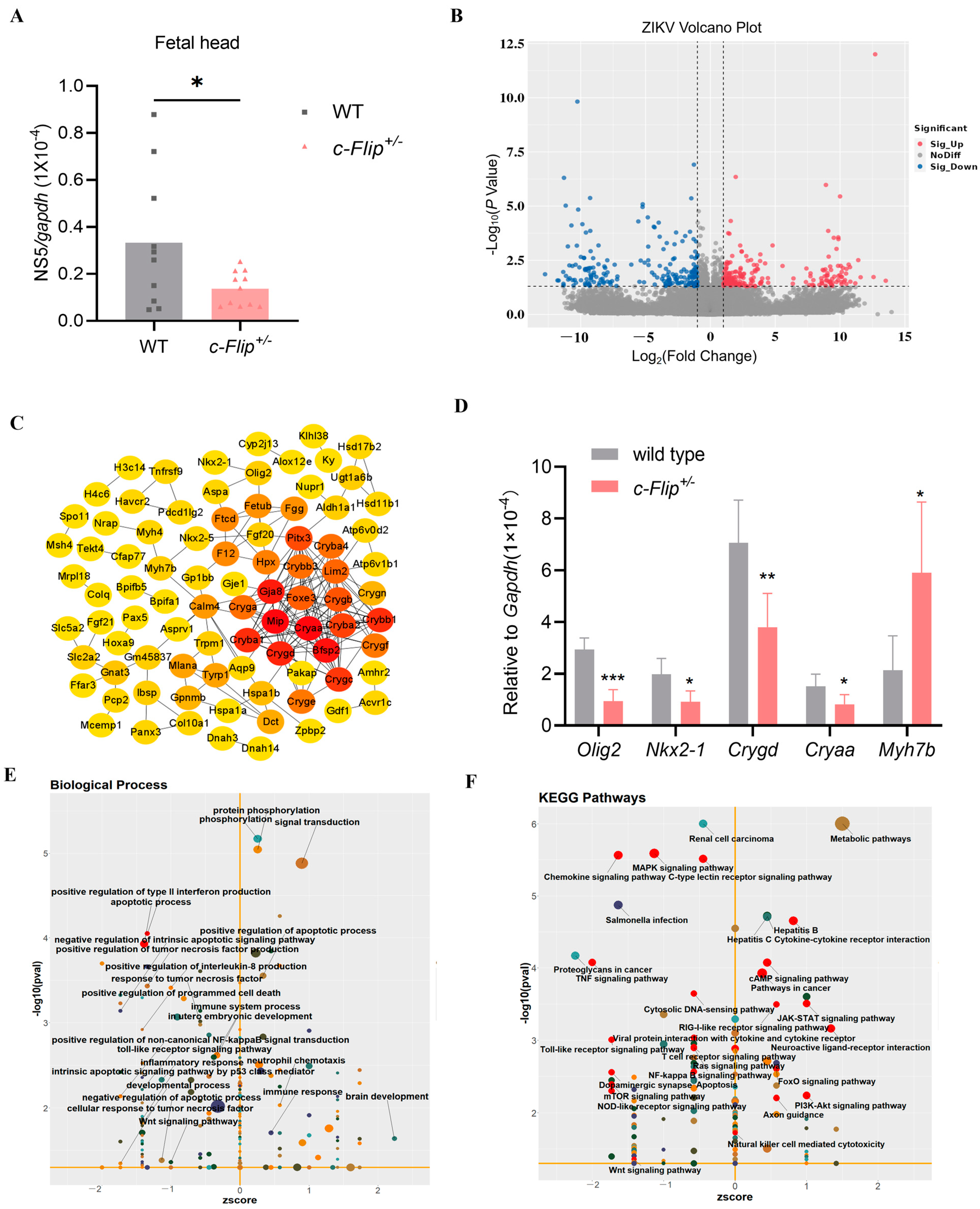 Viruses 16 01712 g005