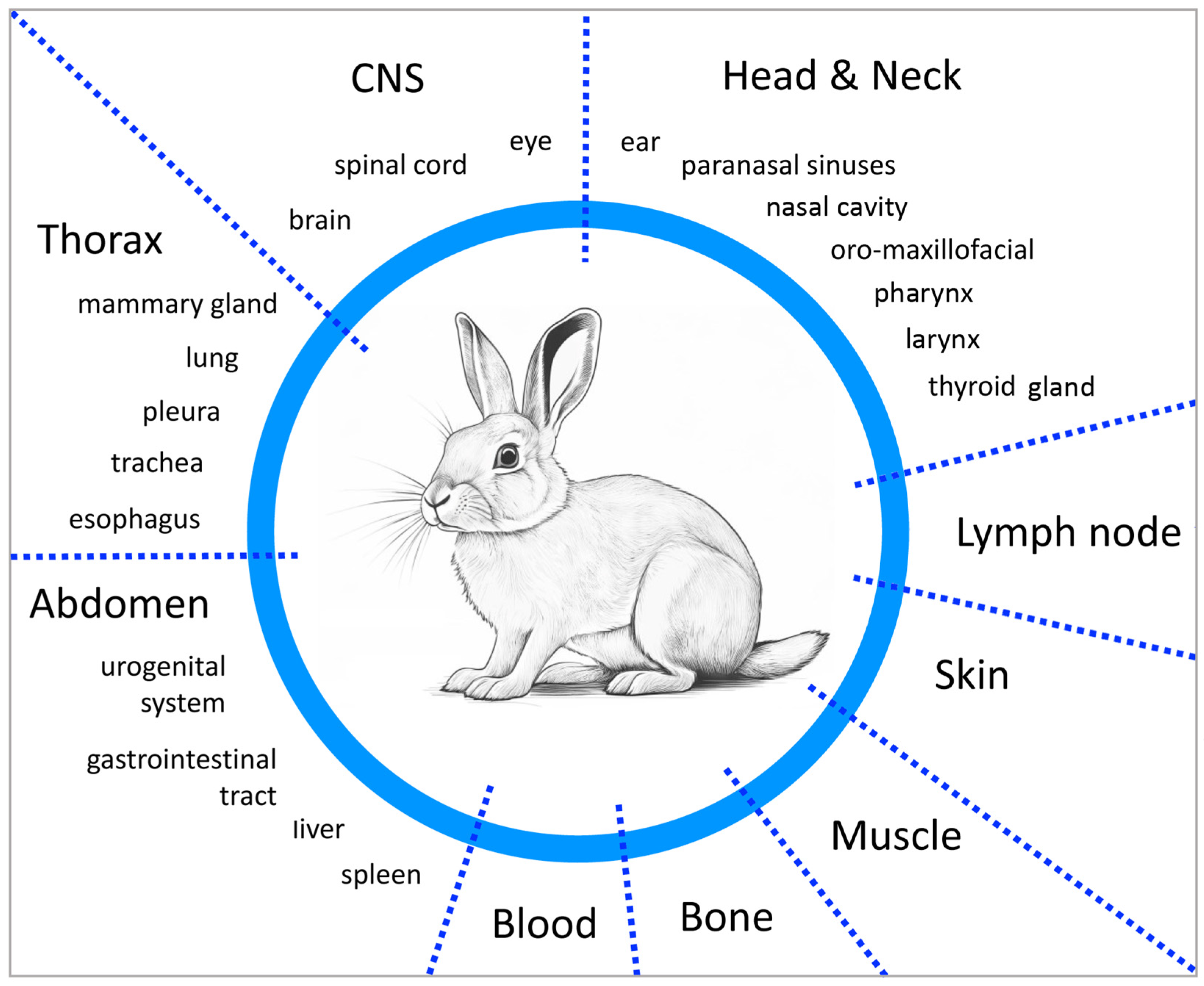 Viruses 16 01722 g001