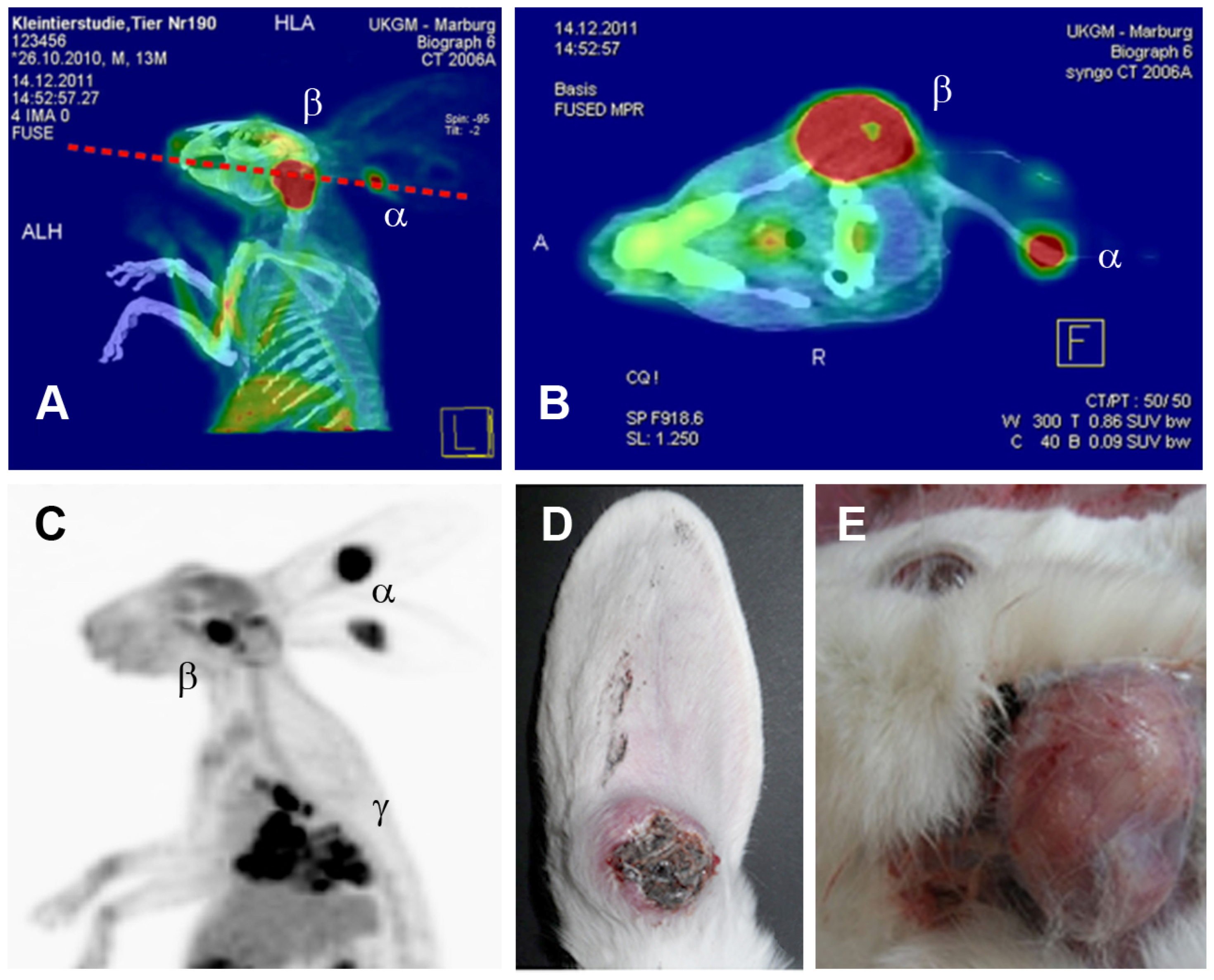 Viruses 16 01722 g002