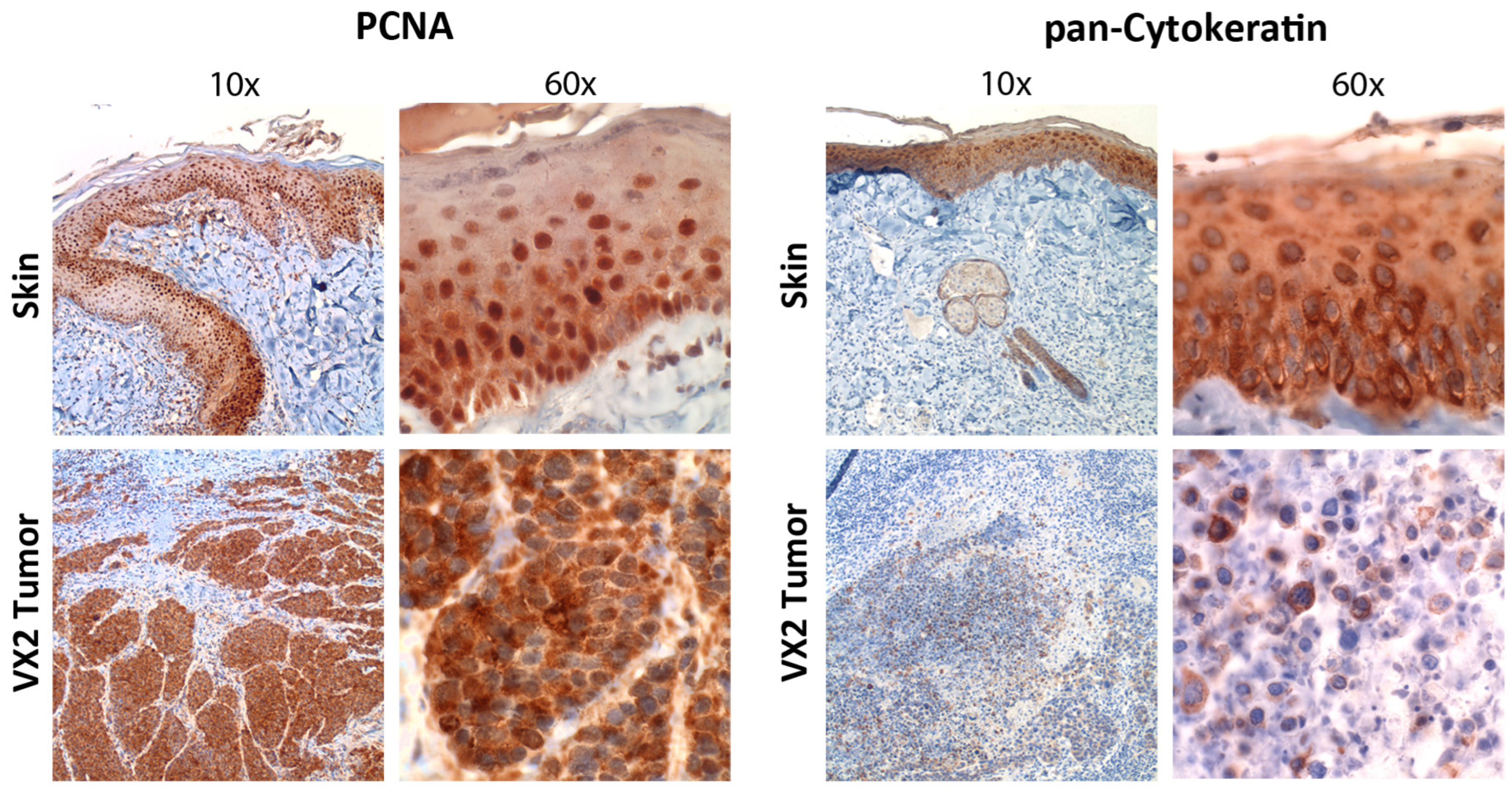 Viruses 16 01722 g003