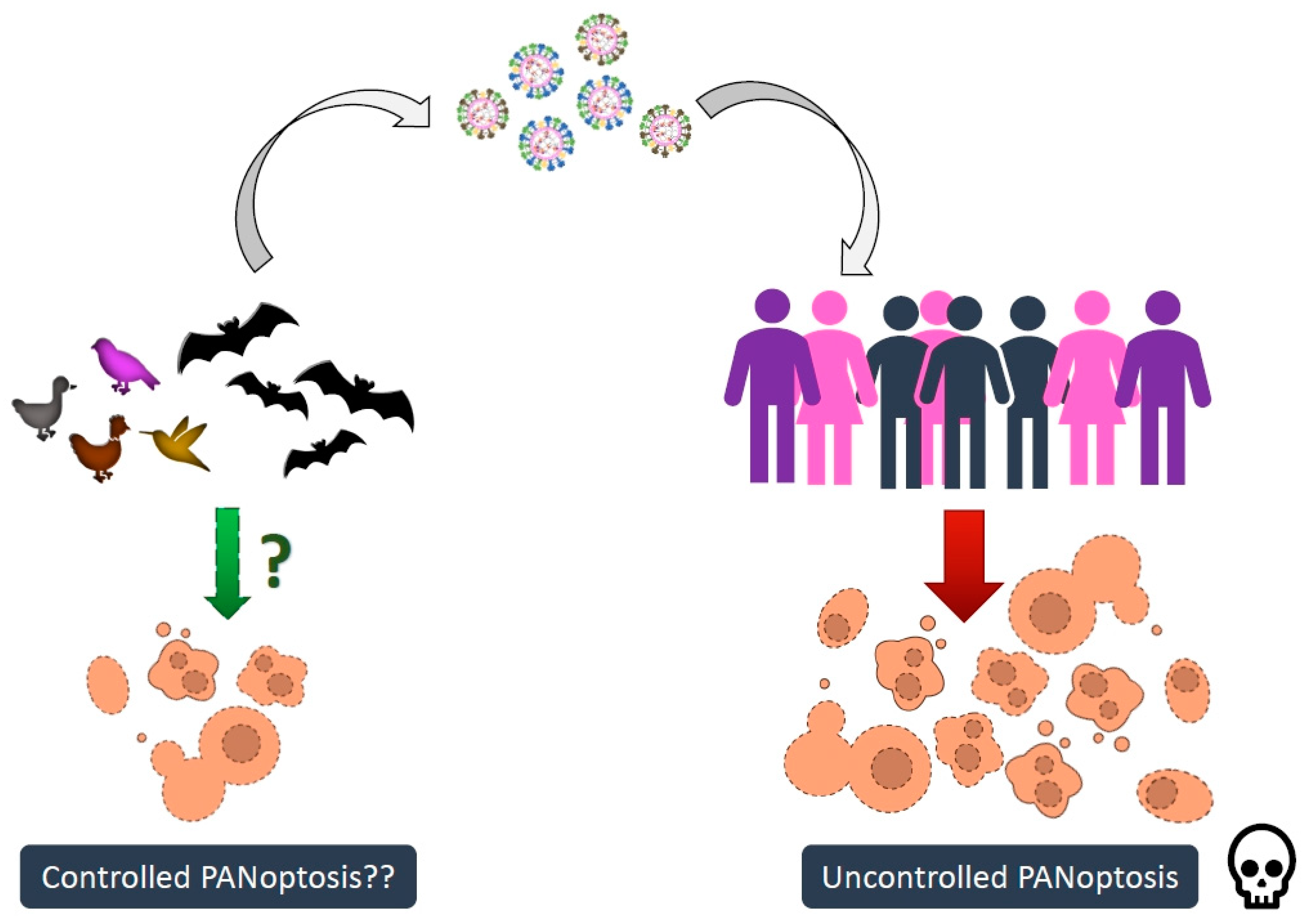 Viruses 16 01733 g001