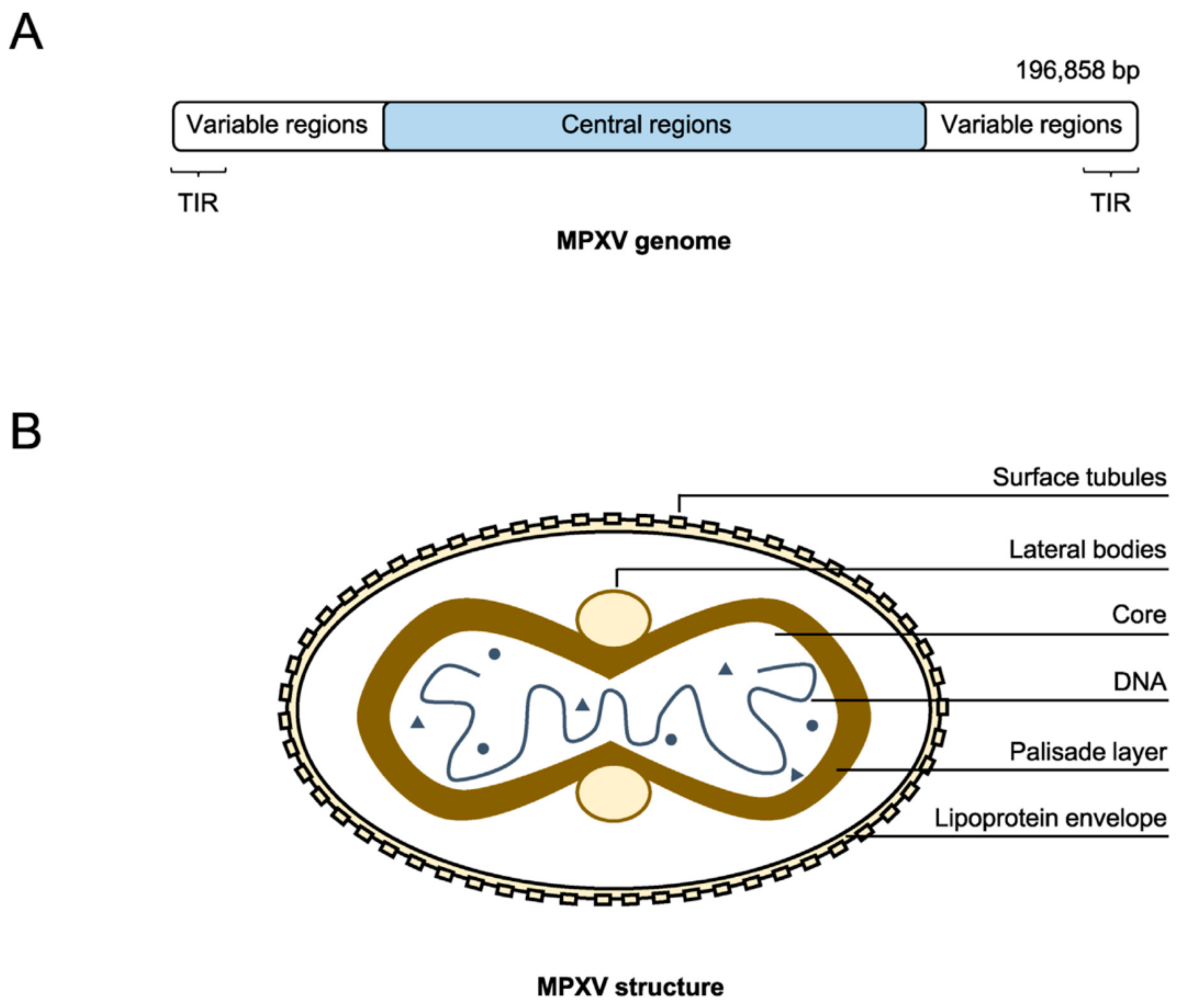 Viruses 16 01737 g002