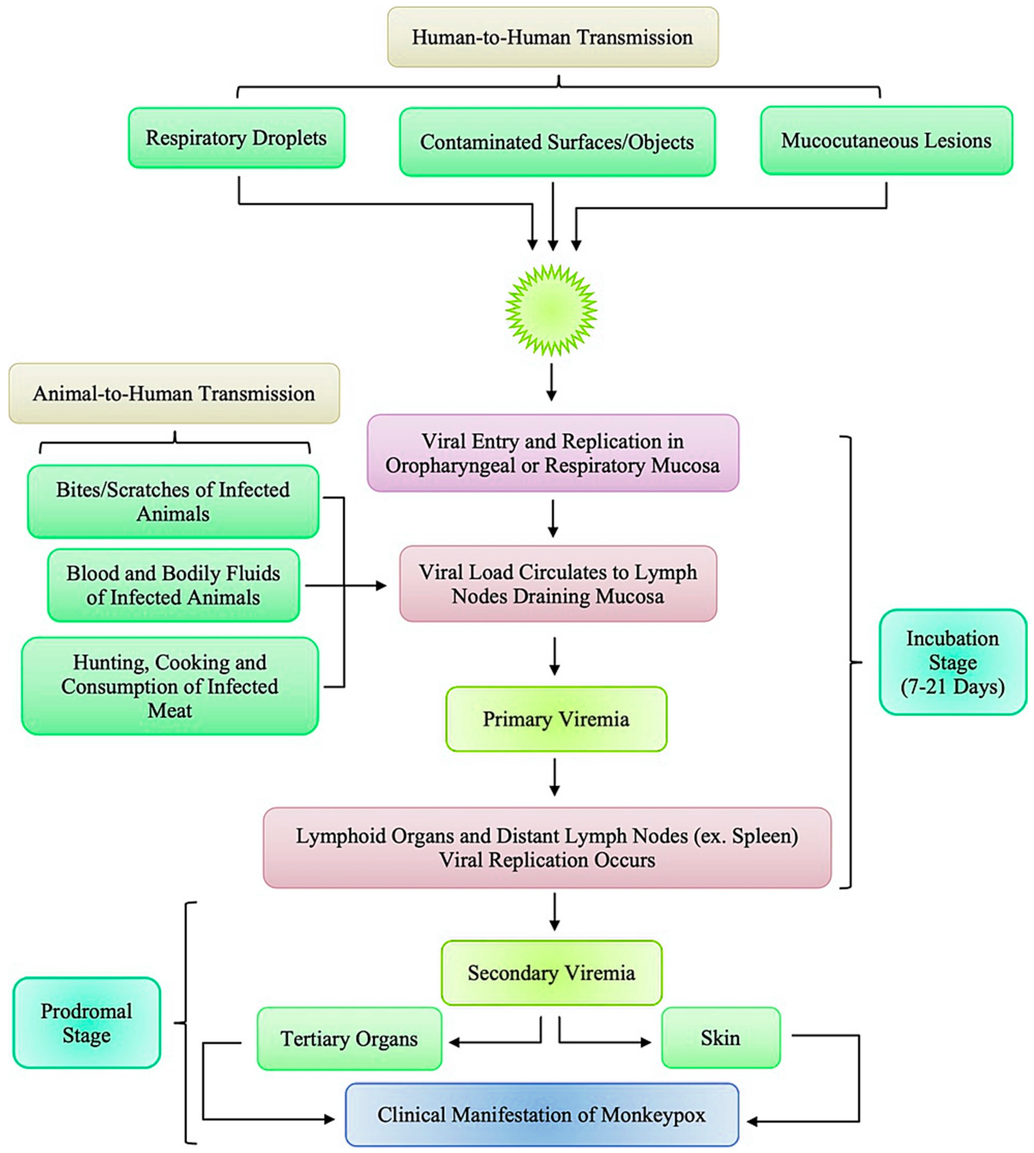 Viruses 16 01737 g003