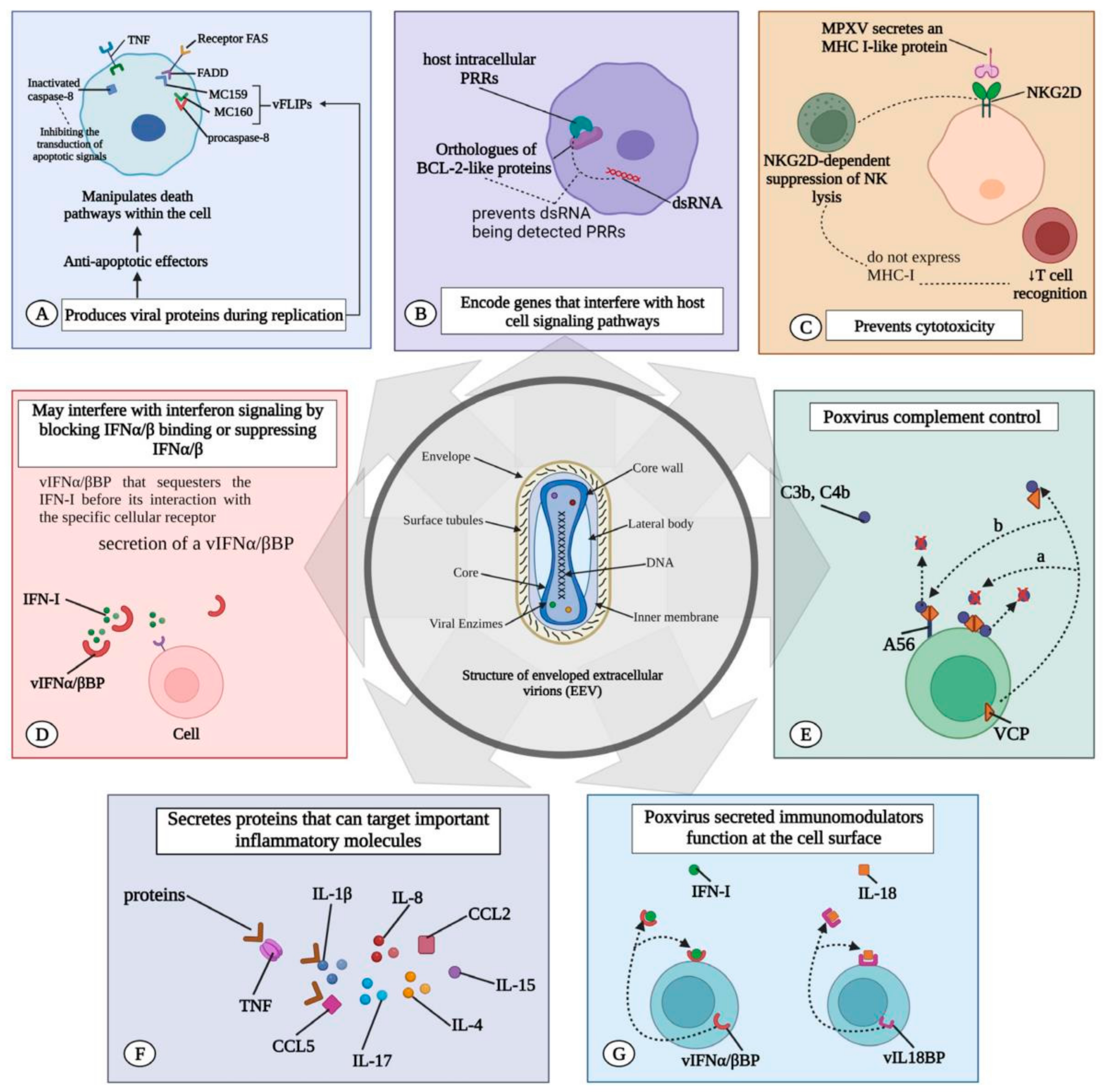 Viruses 16 01737 g004