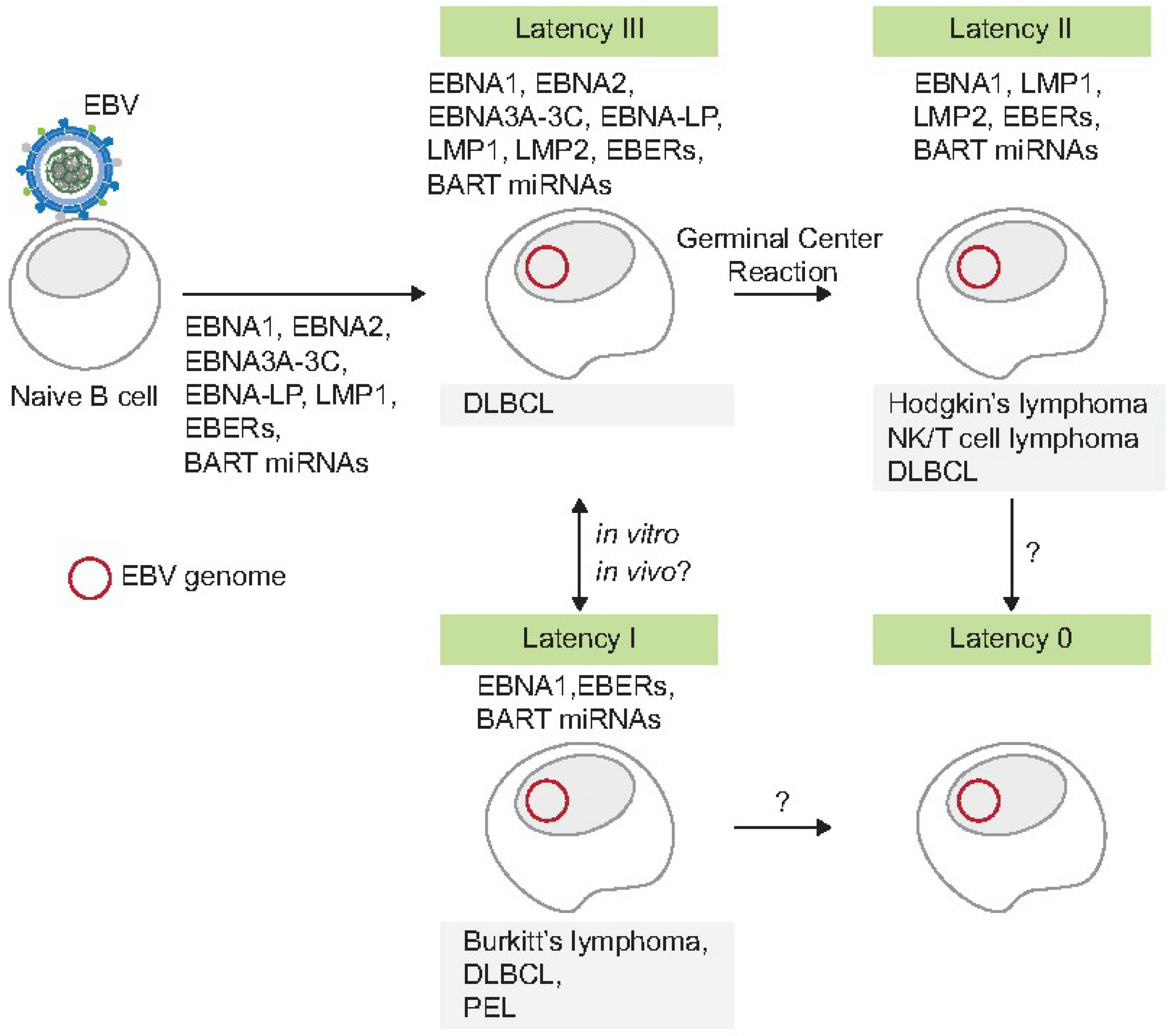Viruses 16 01744 g001