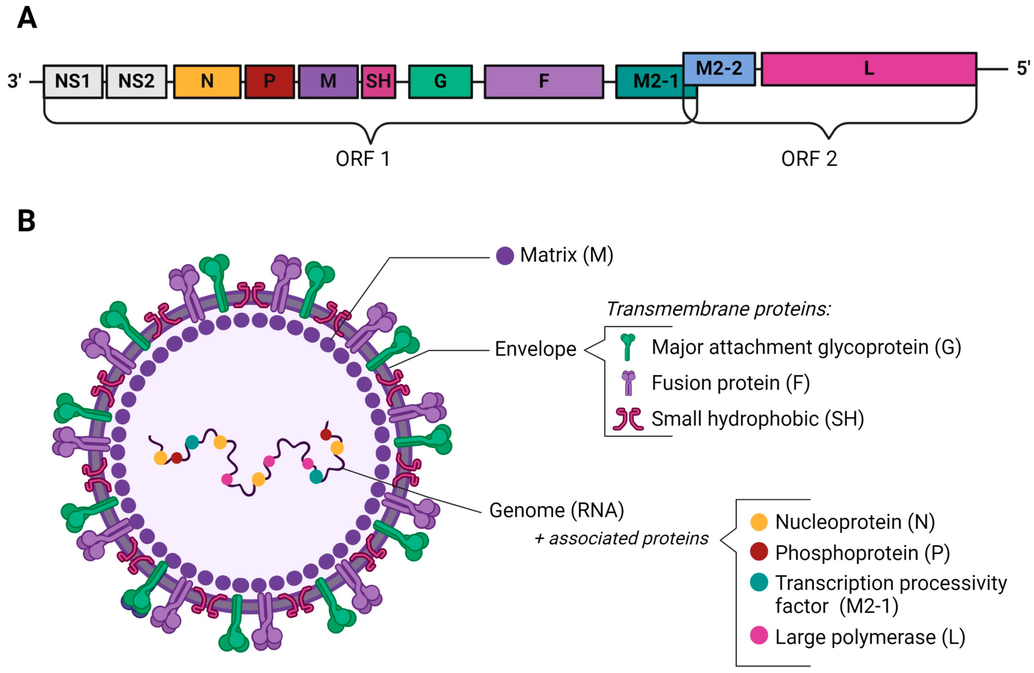 Viruses 16 01753 g001