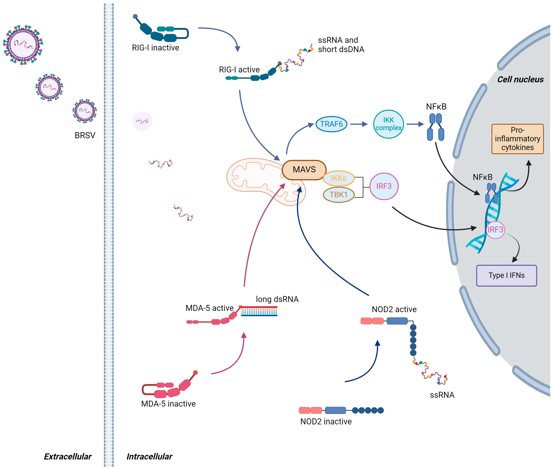 Viruses 16 01753 g003