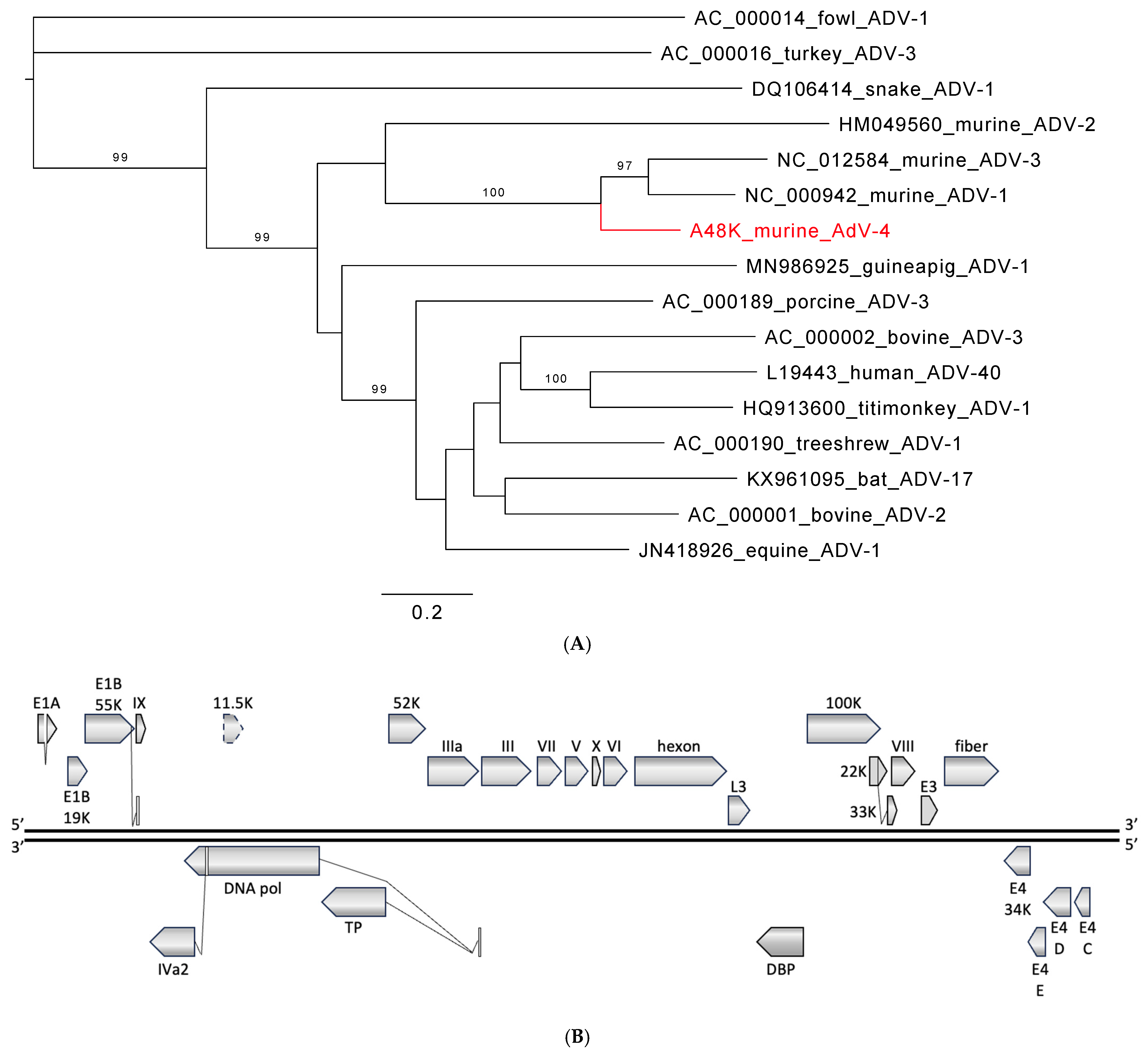 Viruses 16 01754 g001 Viruses 16 01754 g001