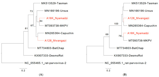 Viruses 16 01754 g002a Viruses 16 01754 g002a