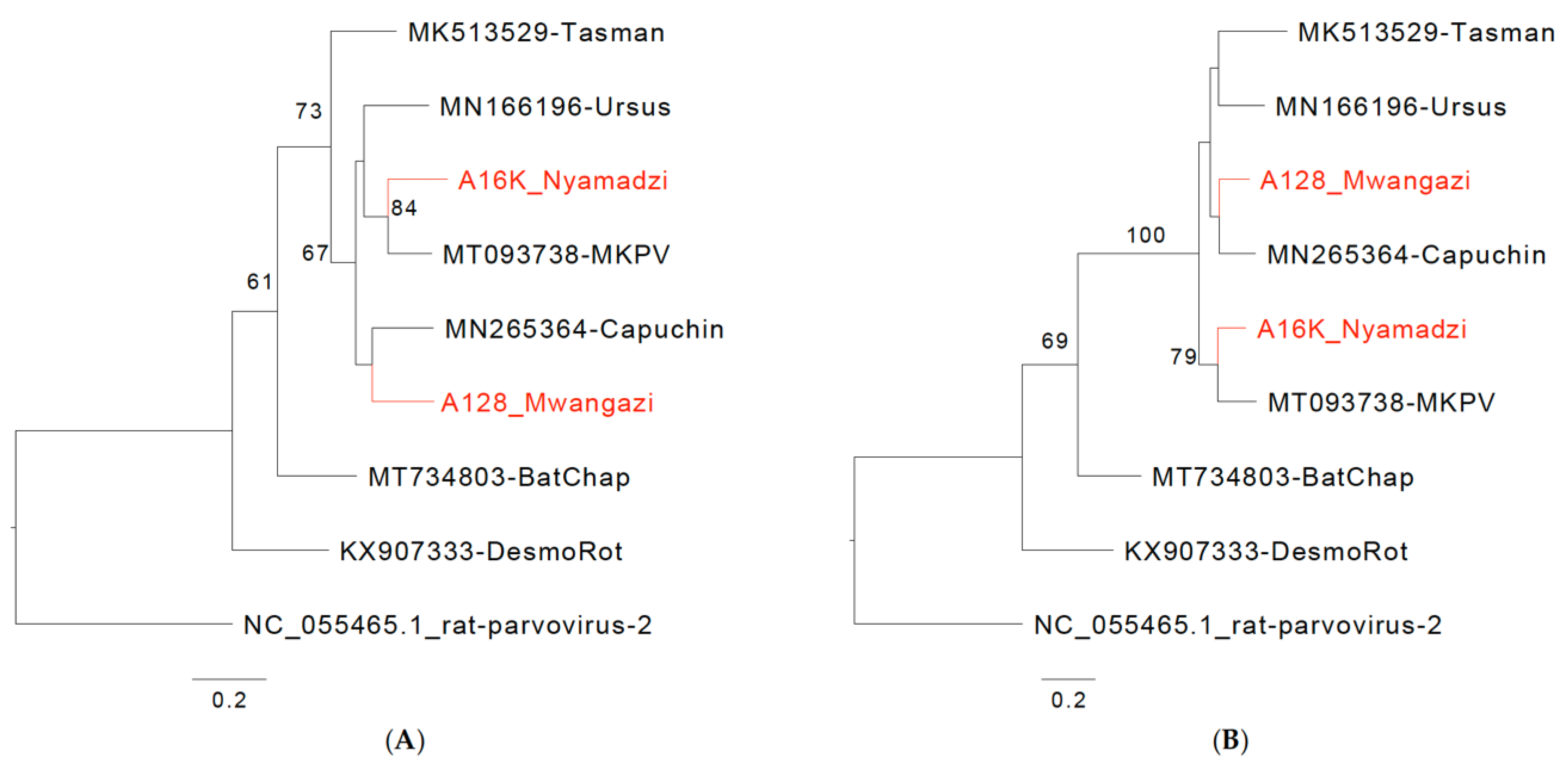 Viruses 16 01754 g002a Viruses 16 01754 g002a