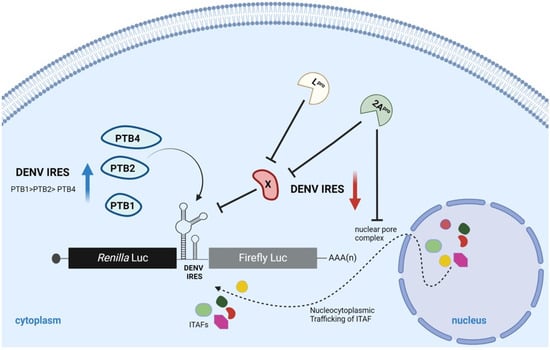 Viruses 16 01757 g007