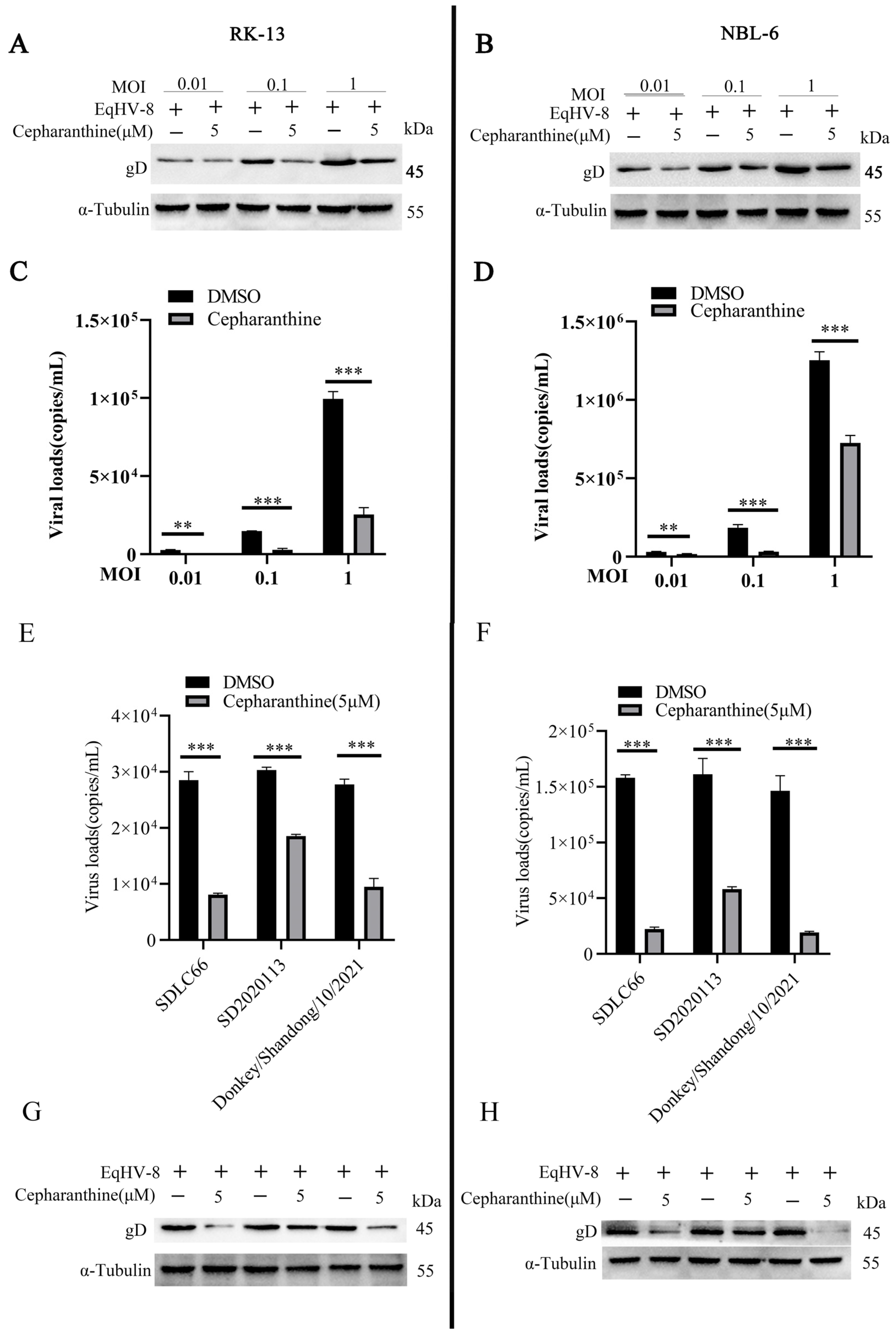 Viruses 16 01765 g002