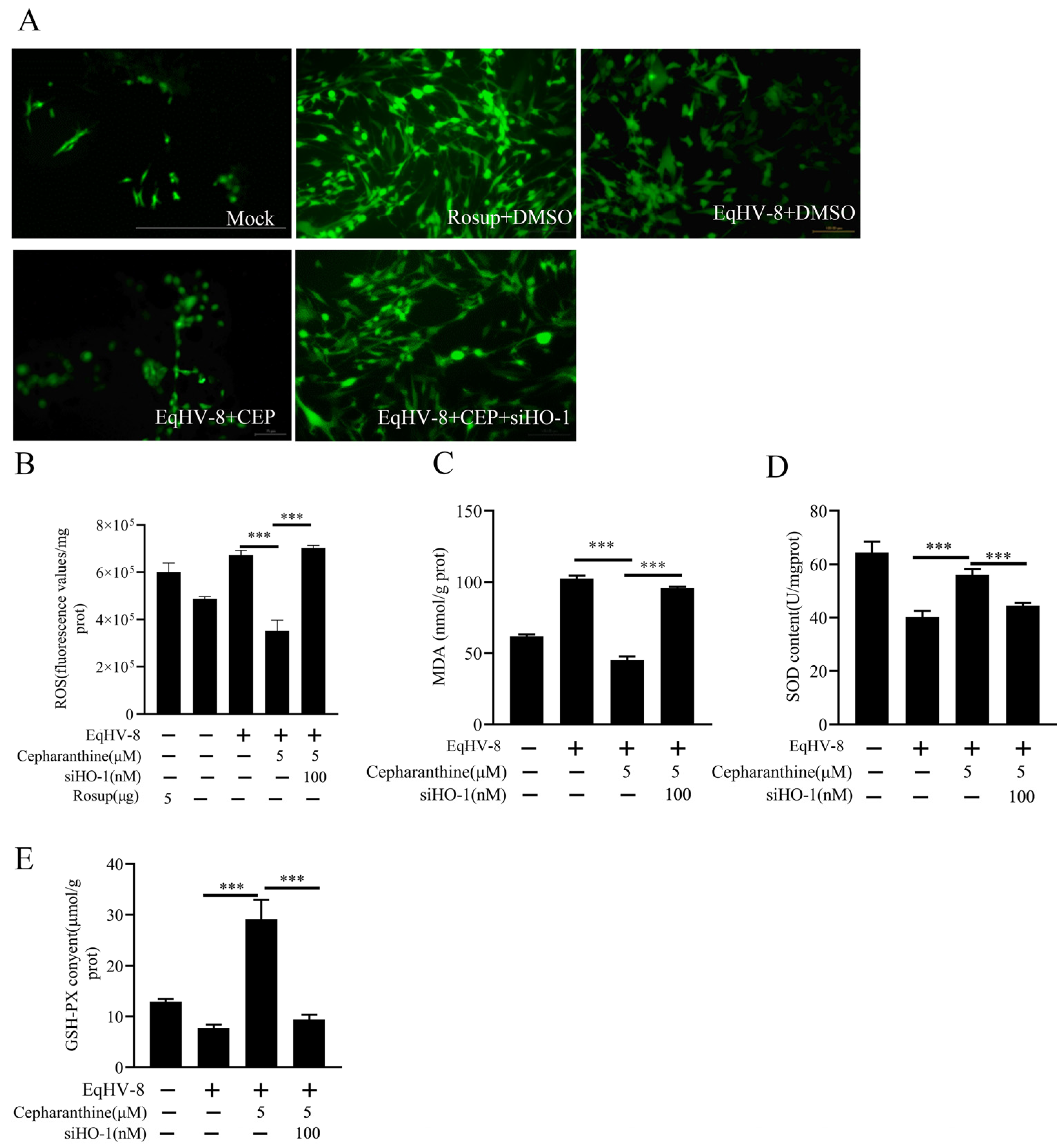 Viruses 16 01765 g004
