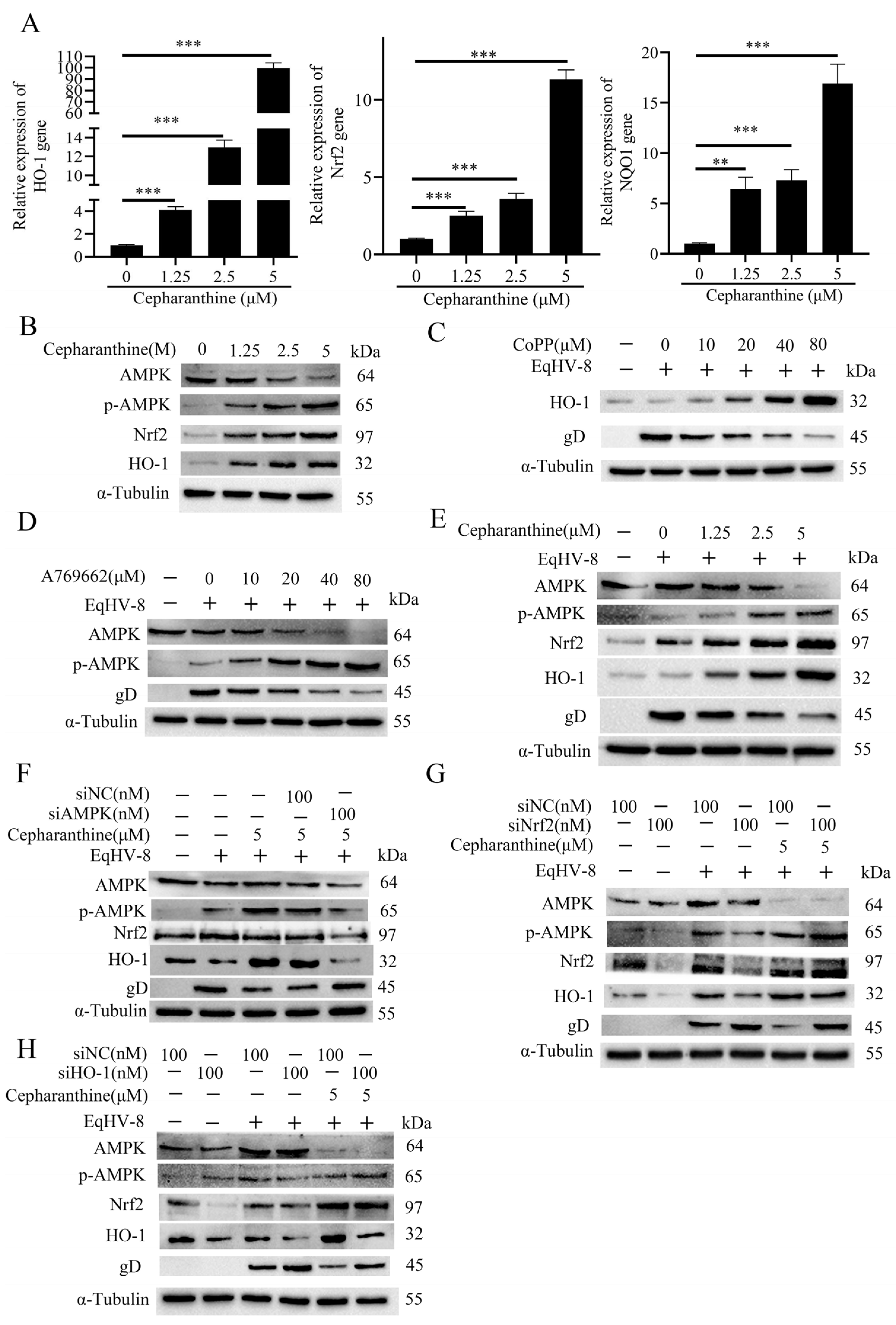 Viruses 16 01765 g006