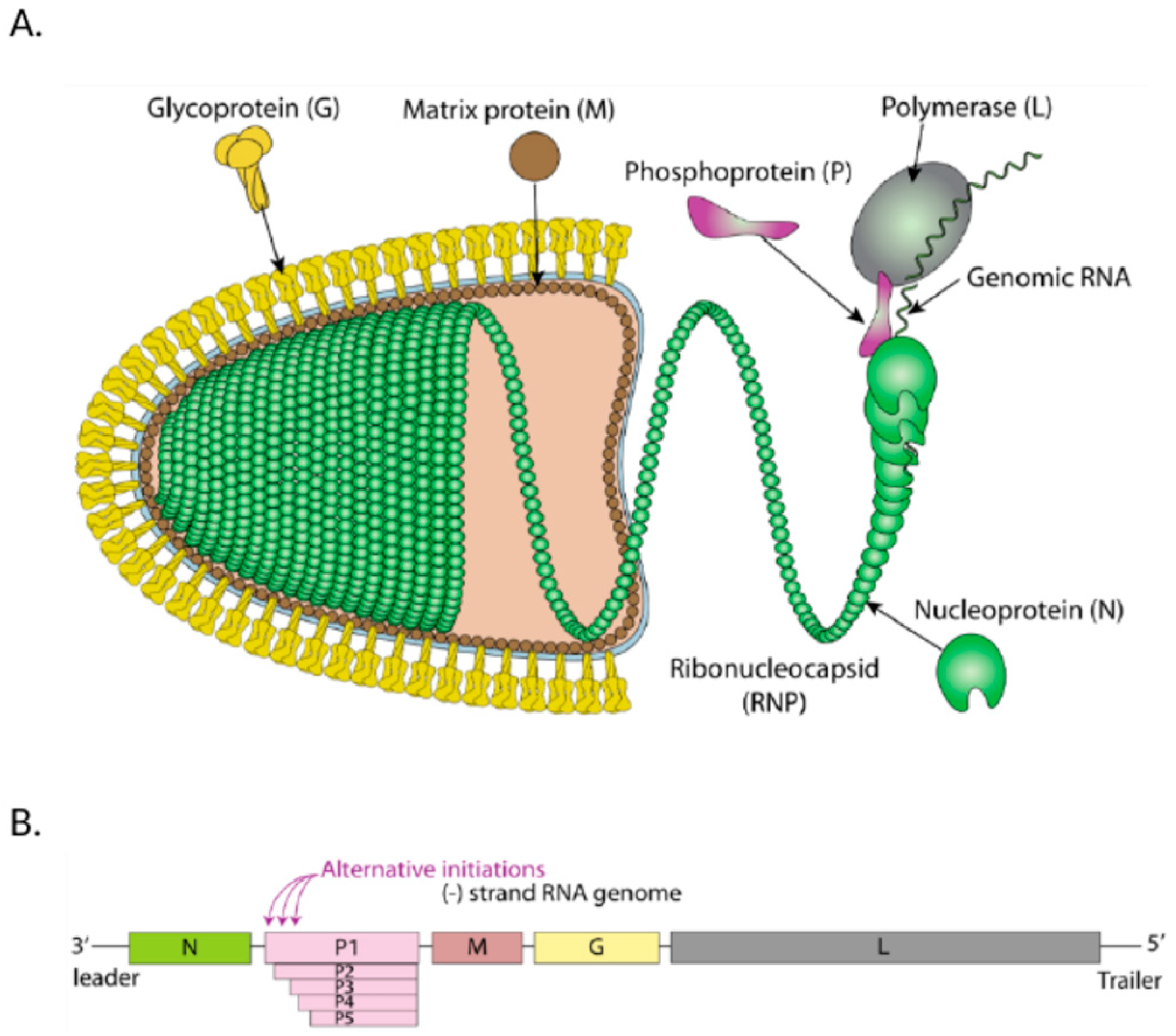 Viruses 16 01774 g001