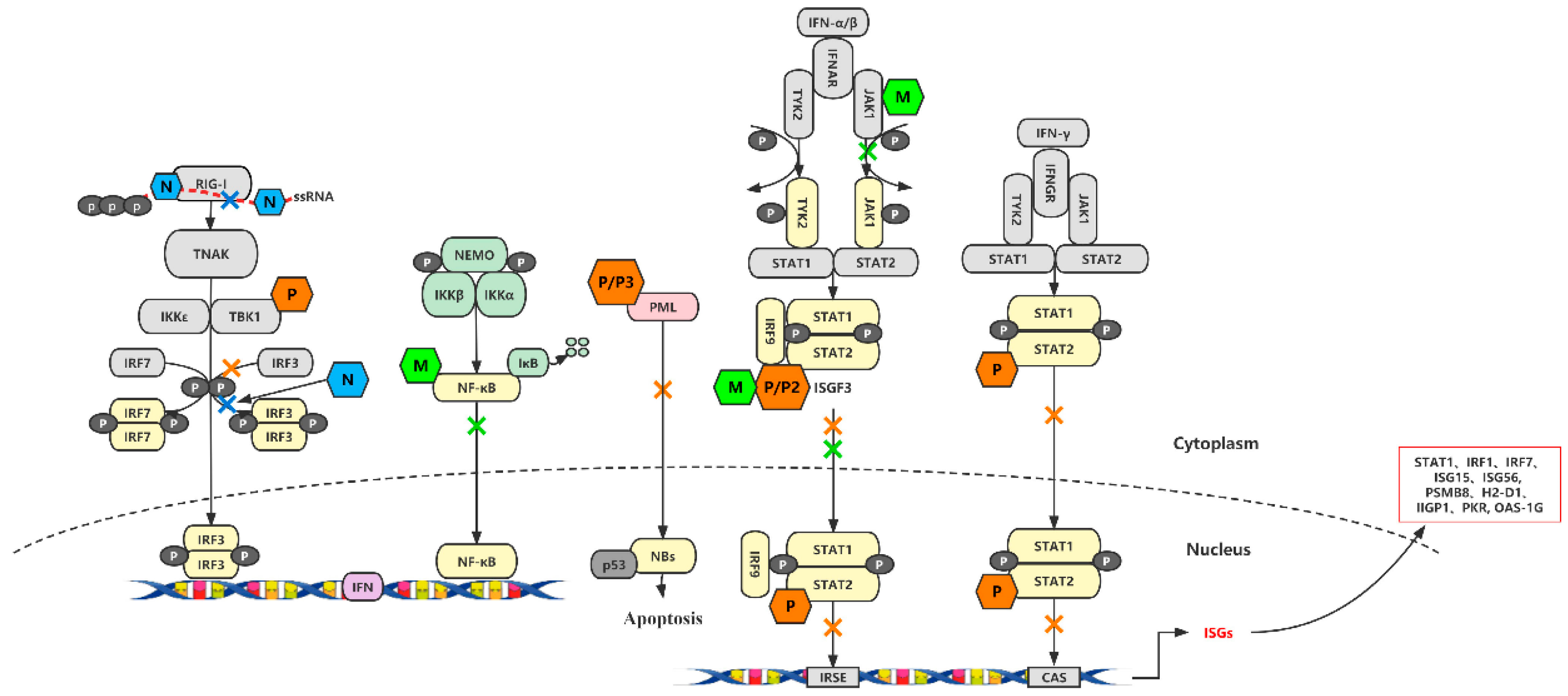 Viruses 16 01774 g002