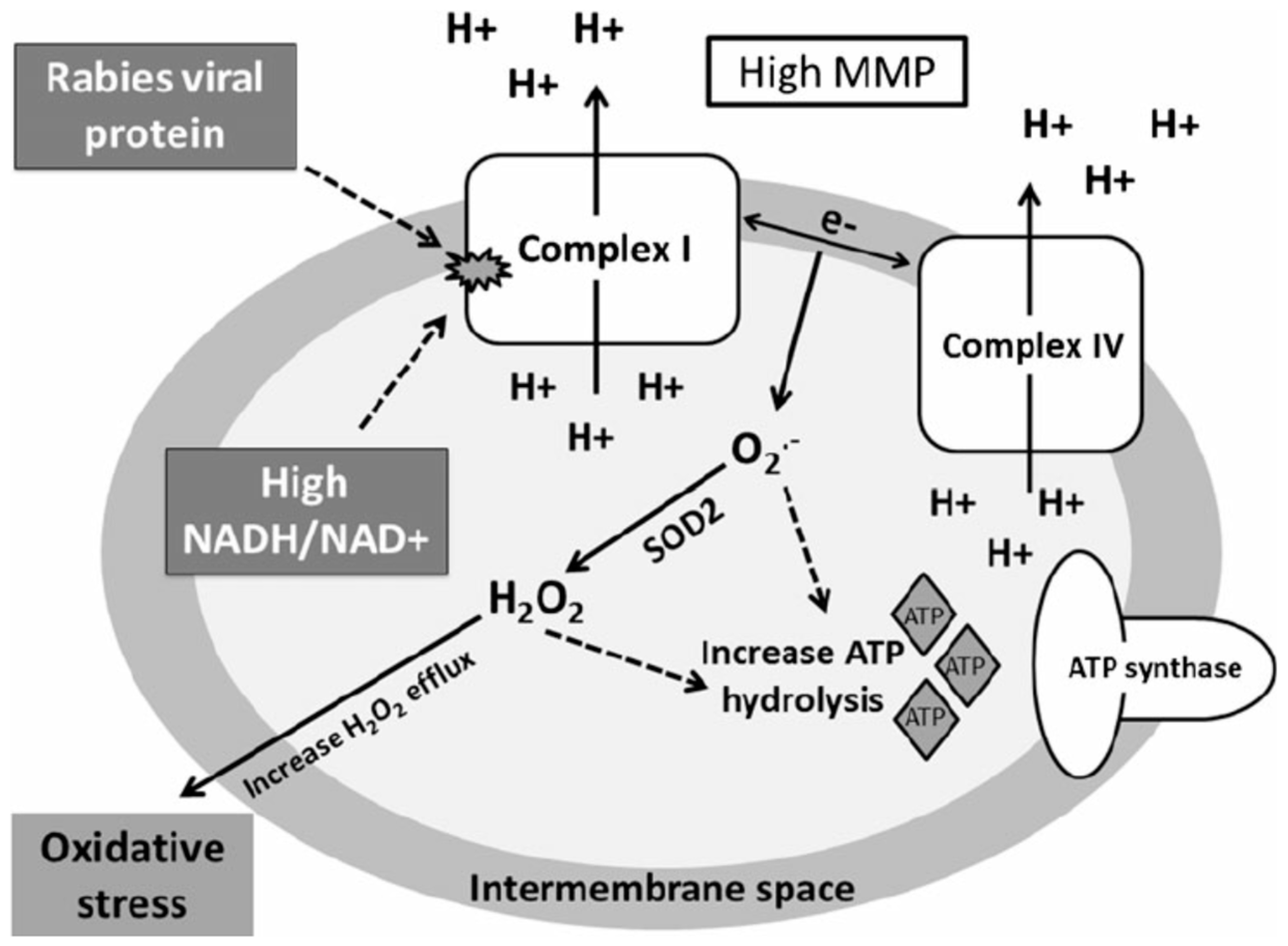 Viruses 16 01774 g004