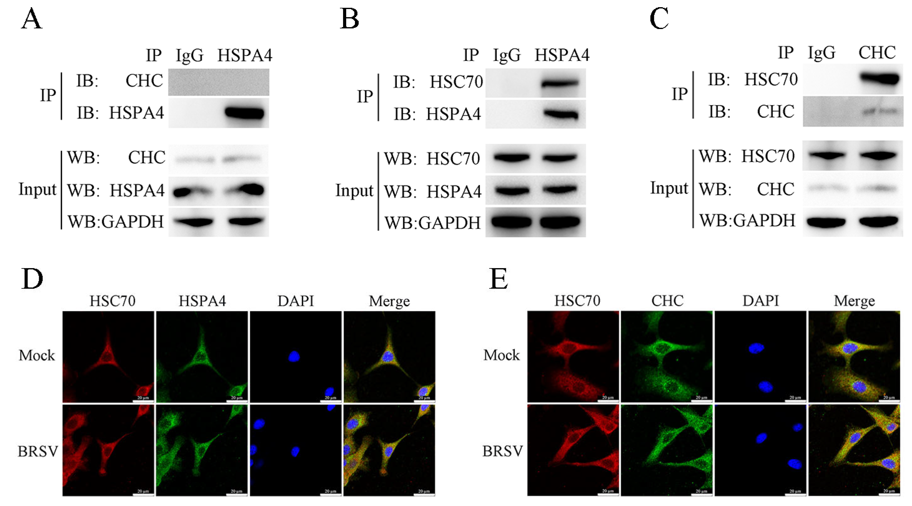 Viruses 16 01784 g005